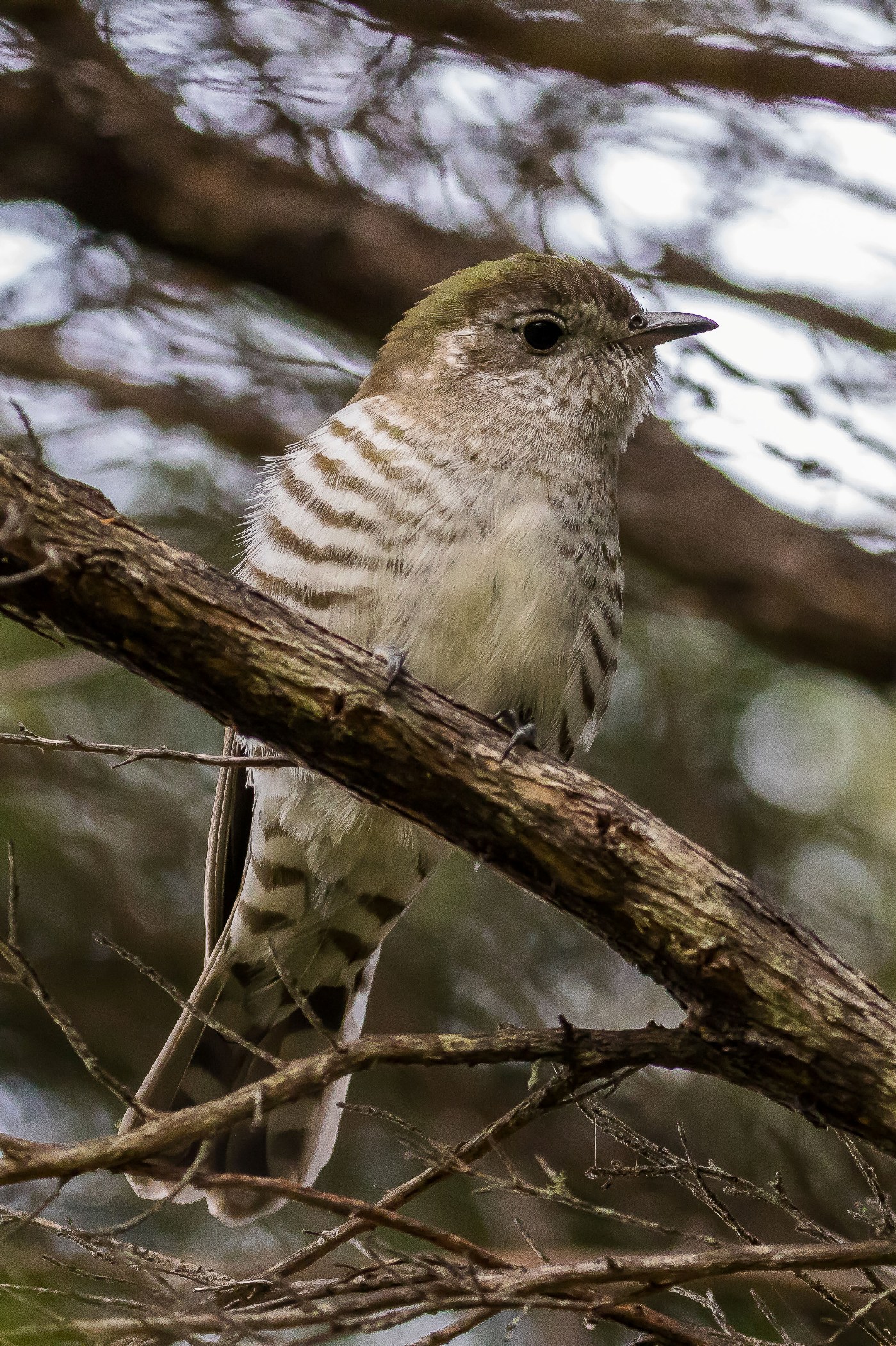 Shining Cuckoo,160114-481d.jpg