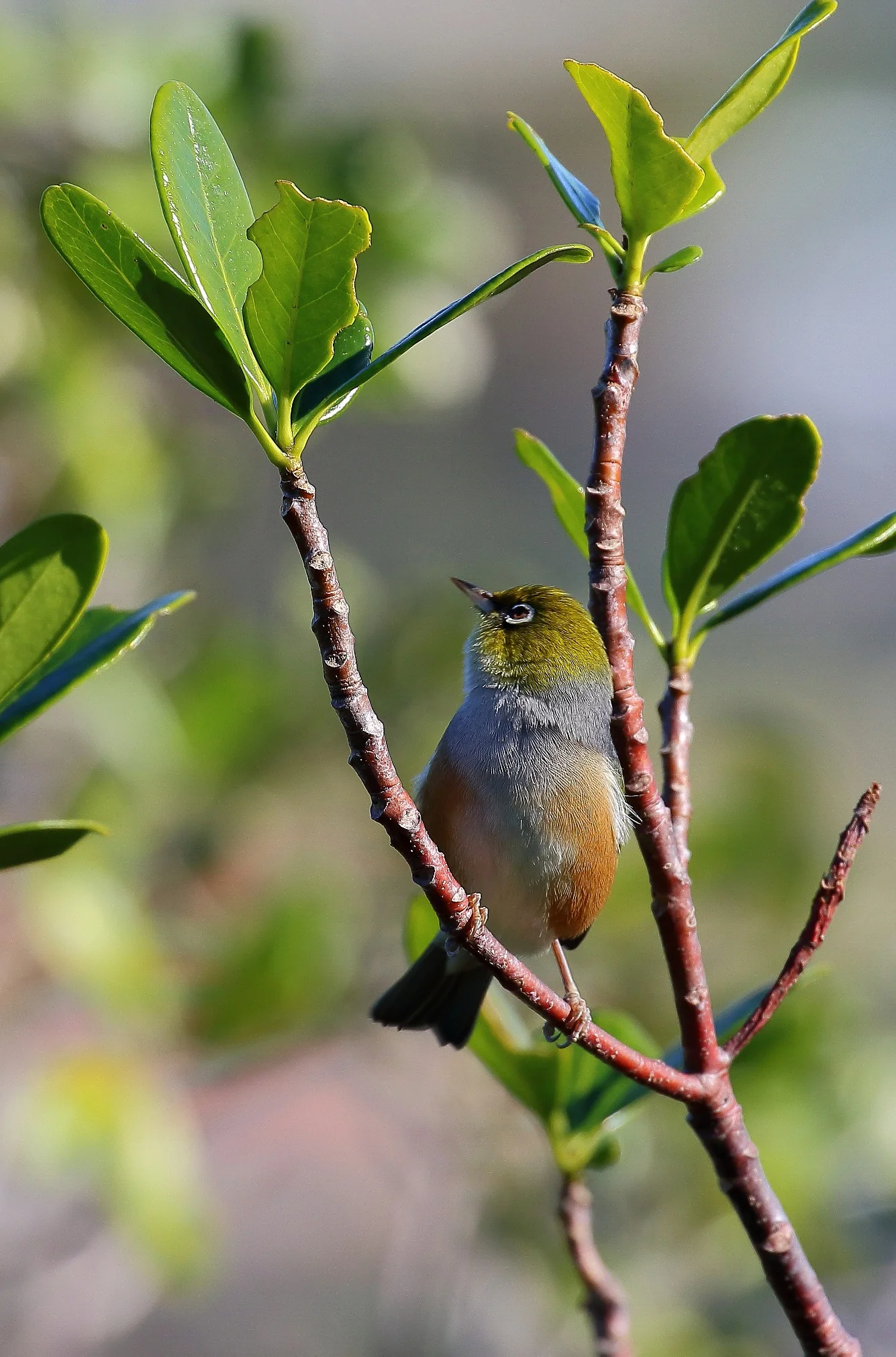 Silvereye,Tauhou 150629 191d.jpg