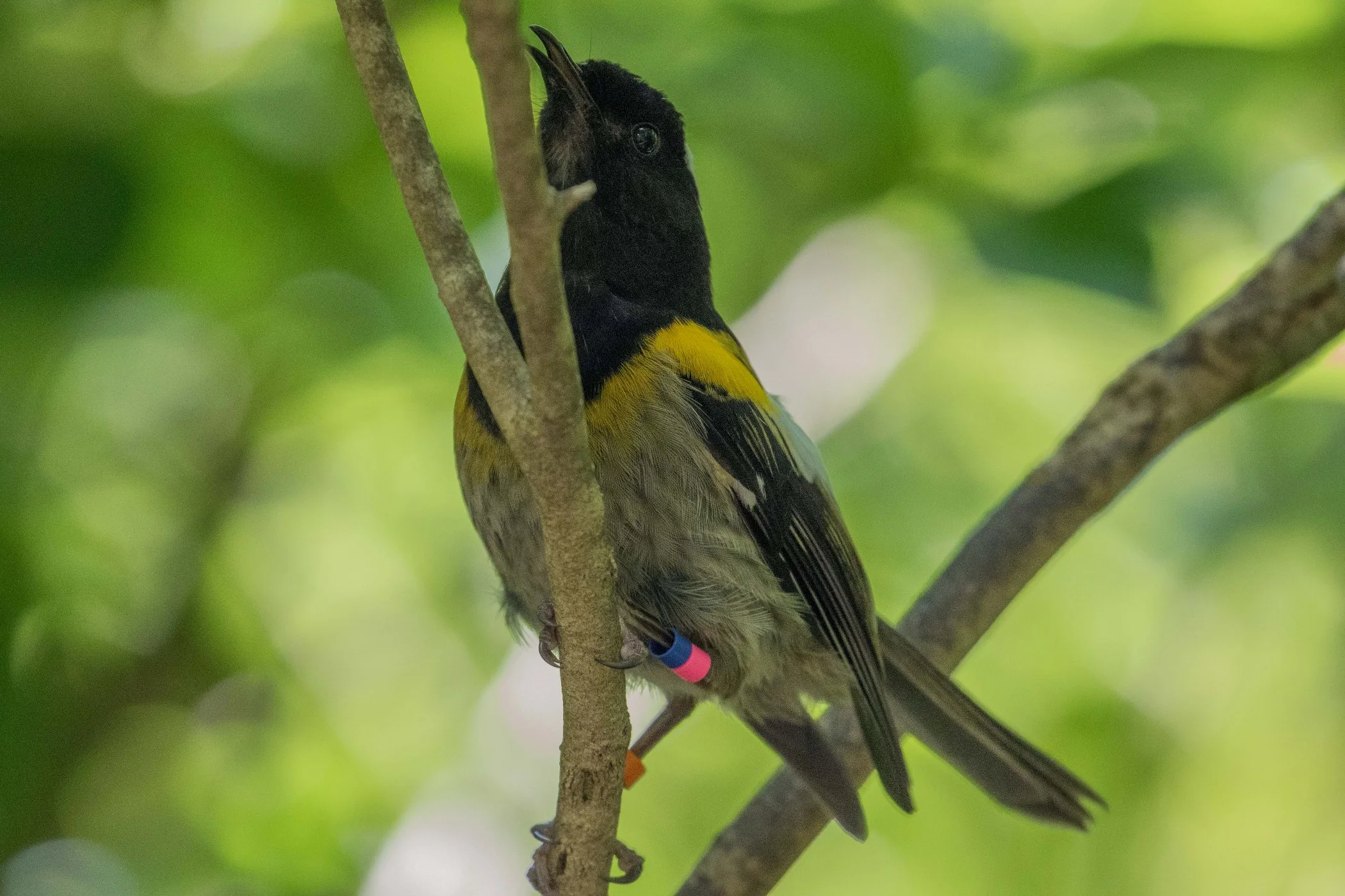 Stitchbird,Hihi,-564d.jpg
