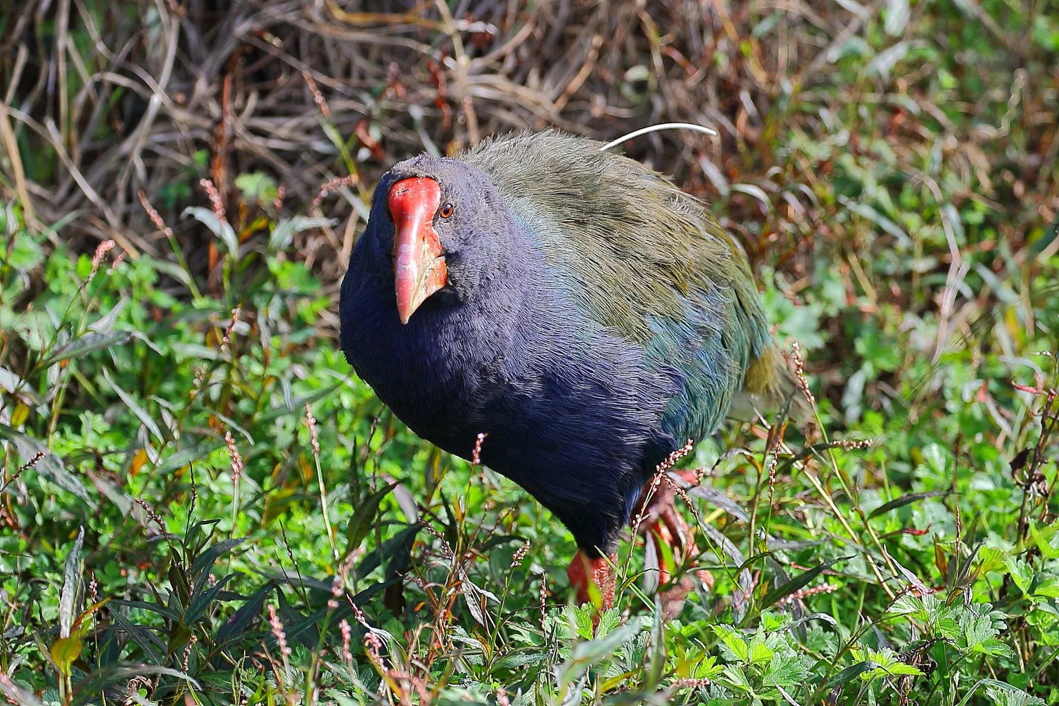 Takahe 150425 1227d.jpg