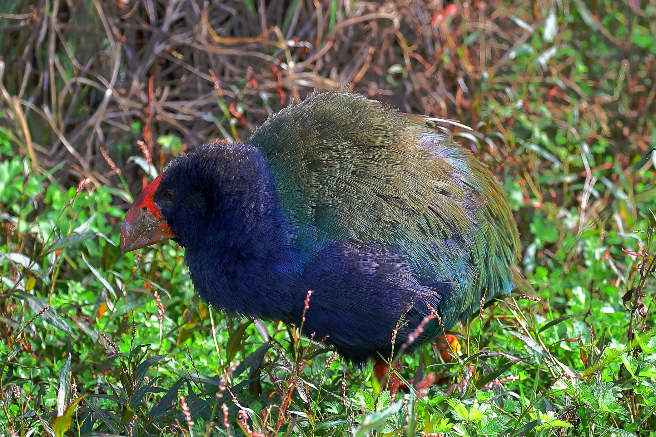 Takahe 150425 1230d.jpg