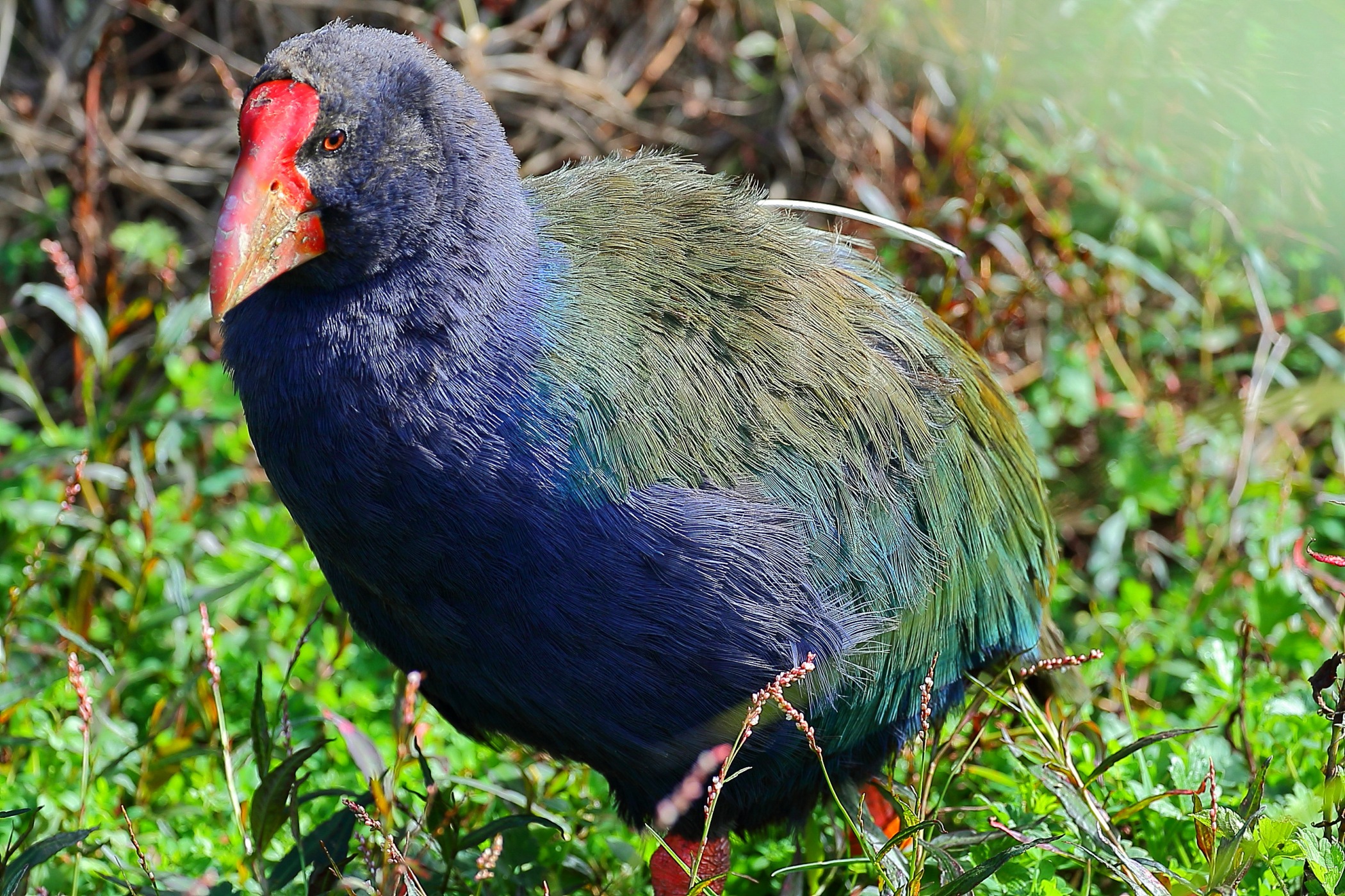 Takahe 150425 1231d.jpg