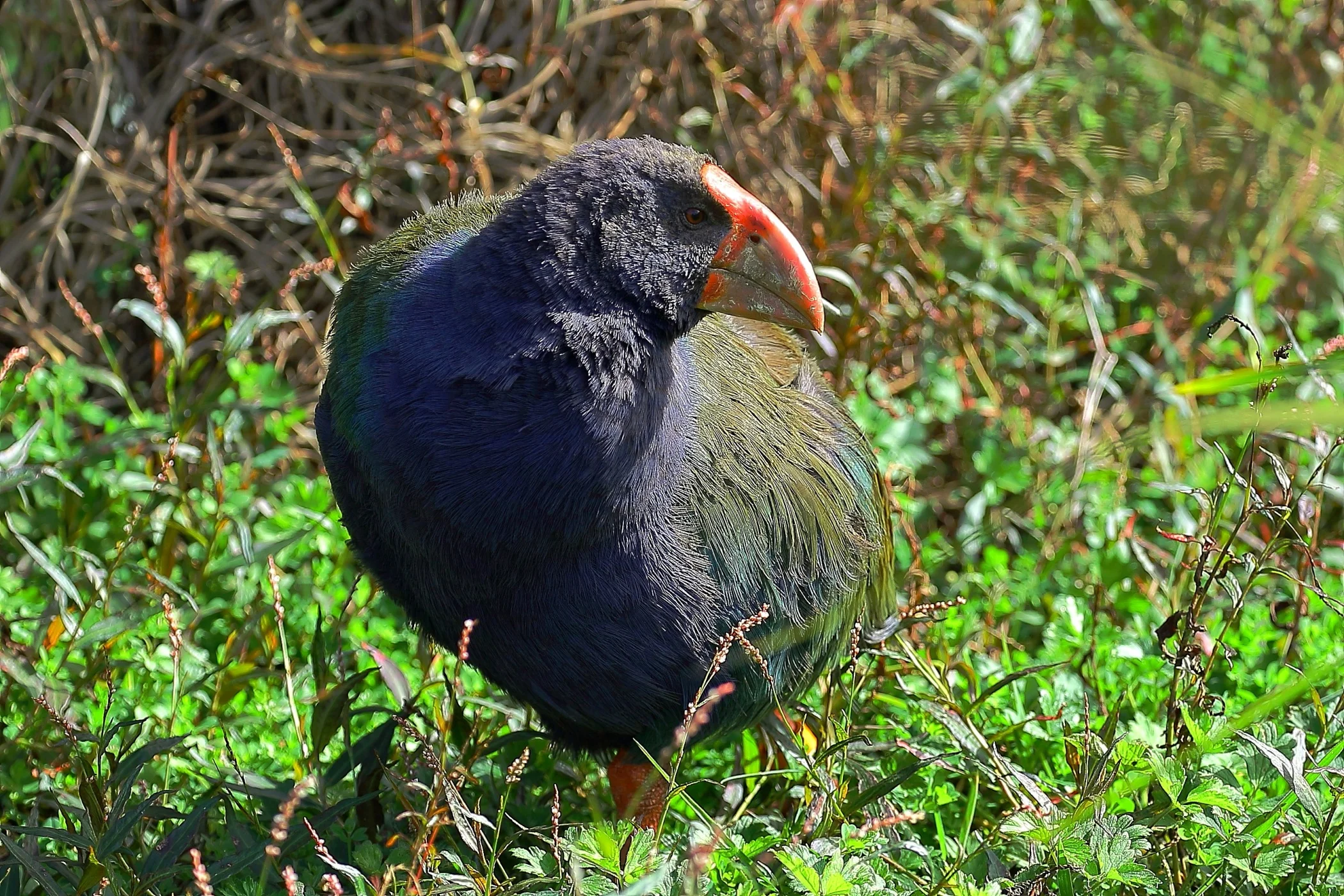 Takahe 150425 1236d.jpg