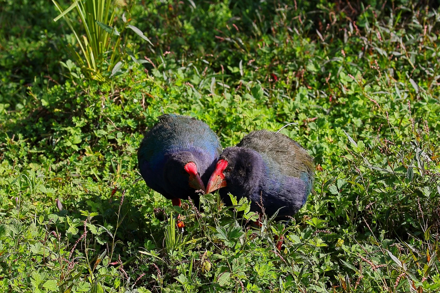 Takahe 150425 1256d.jpg