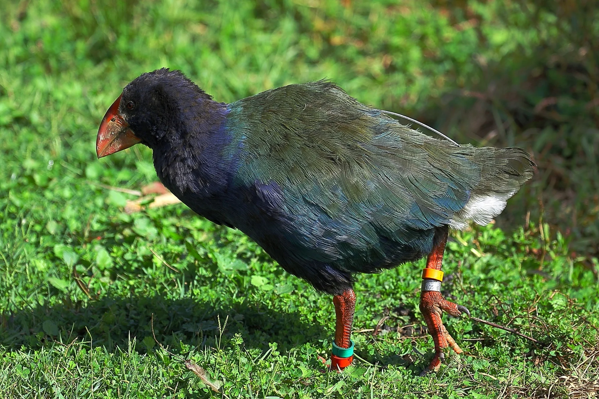 Takahe 150425 1277d.jpg
