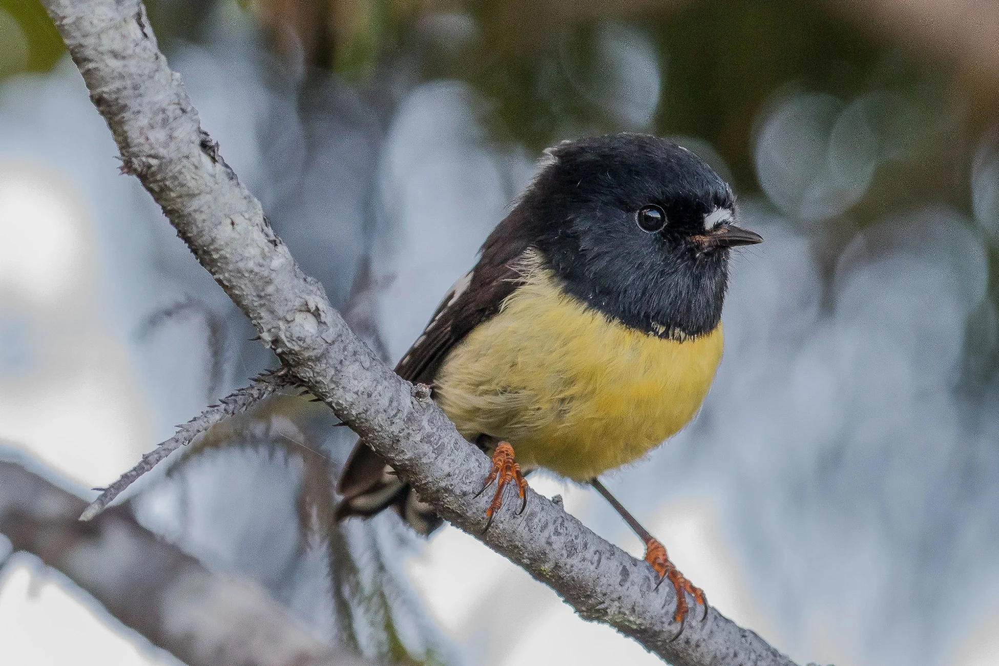 Tomtit,160430-035d.jpg