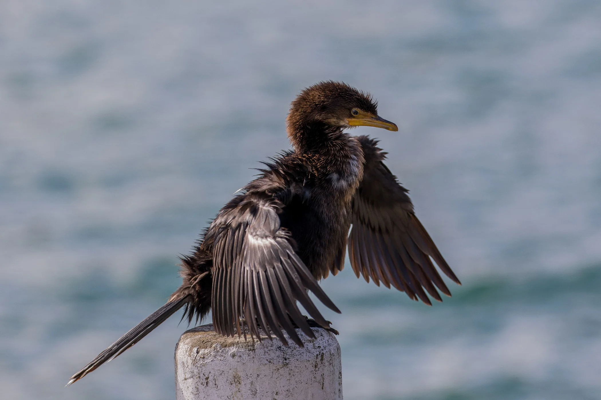 Little Shag,160429-143.JPG