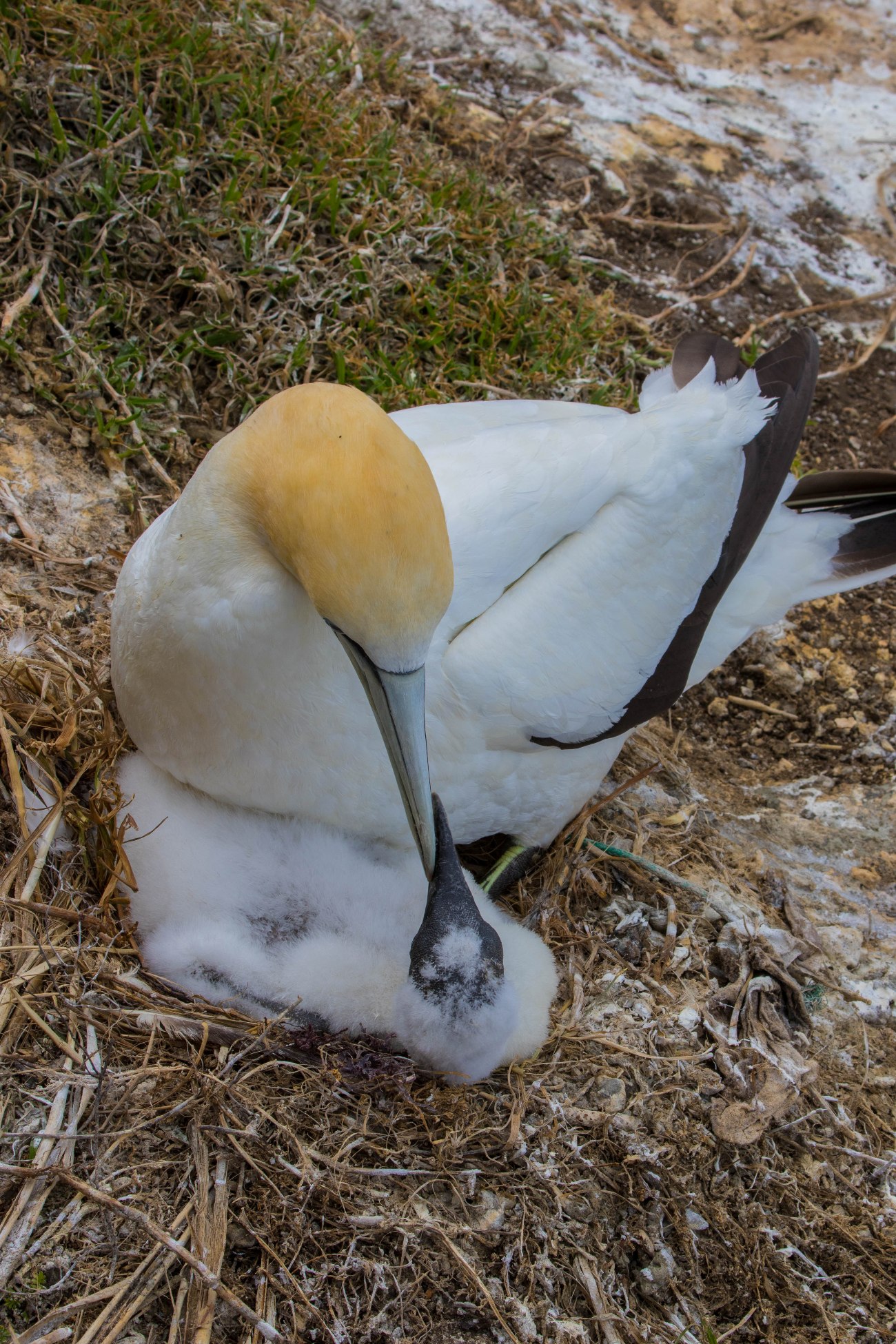 Gannet,Takapu,-1082d.jpg