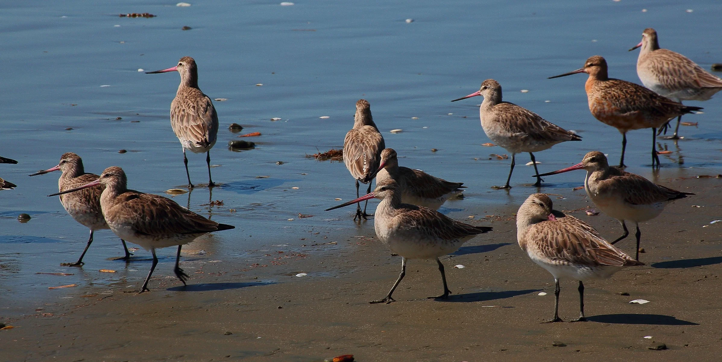Godwits,Kuaka 150203 166(21d).jpg