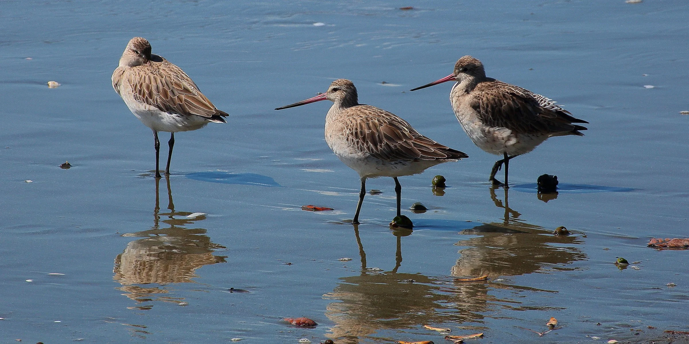 Godwits,Kuaka 150203 188(21d).jpg