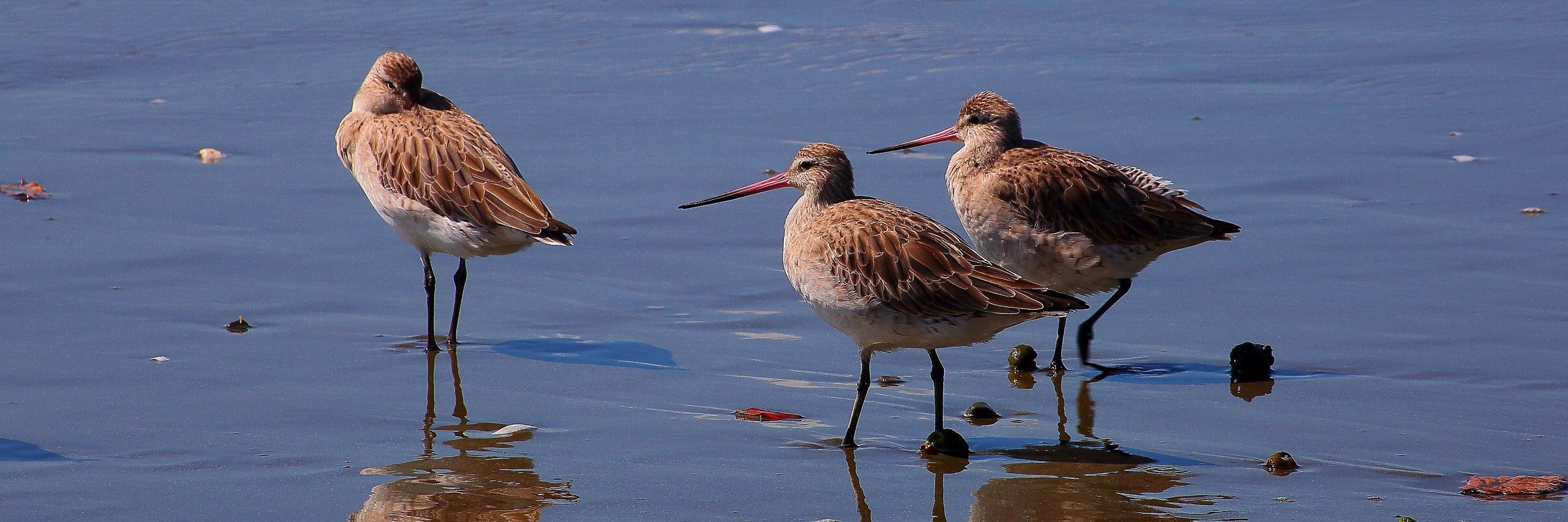 Godwits,Kuaka 150203 190(31d).jpg
