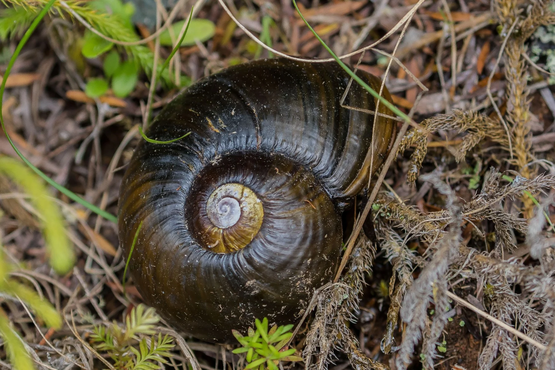 Carnivorous land snail,151123-498d.jpg