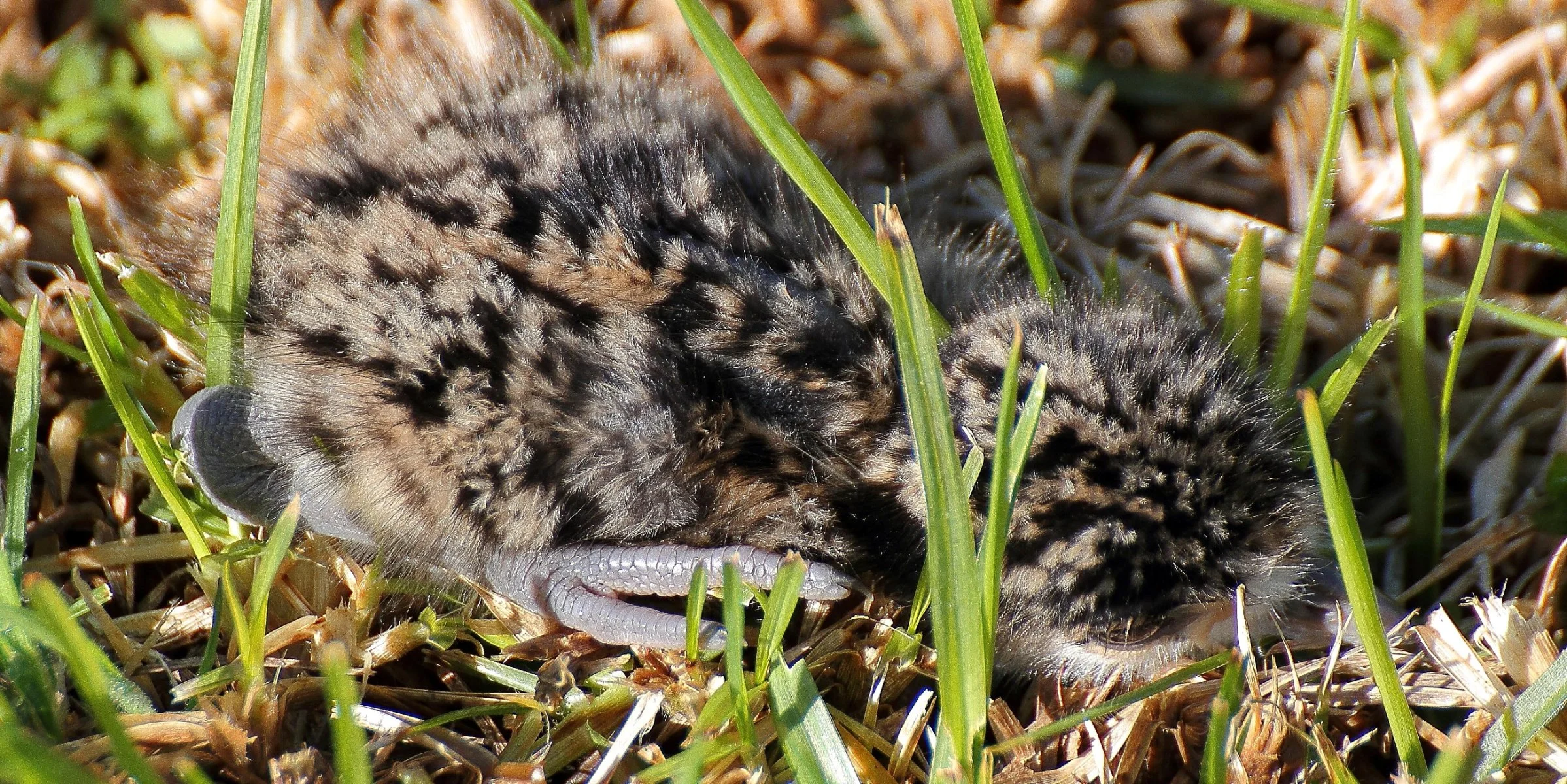 Chick 23sep14d7 027(21d).jpg