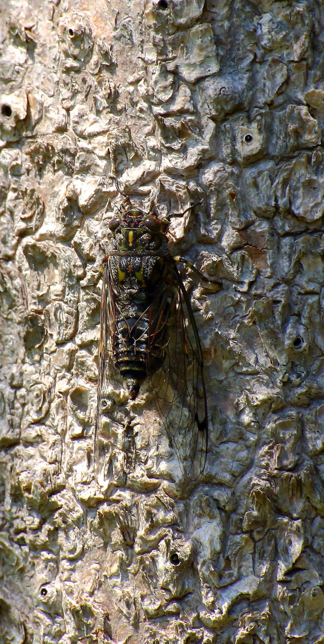 Cicada 150211 545(12d).jpg