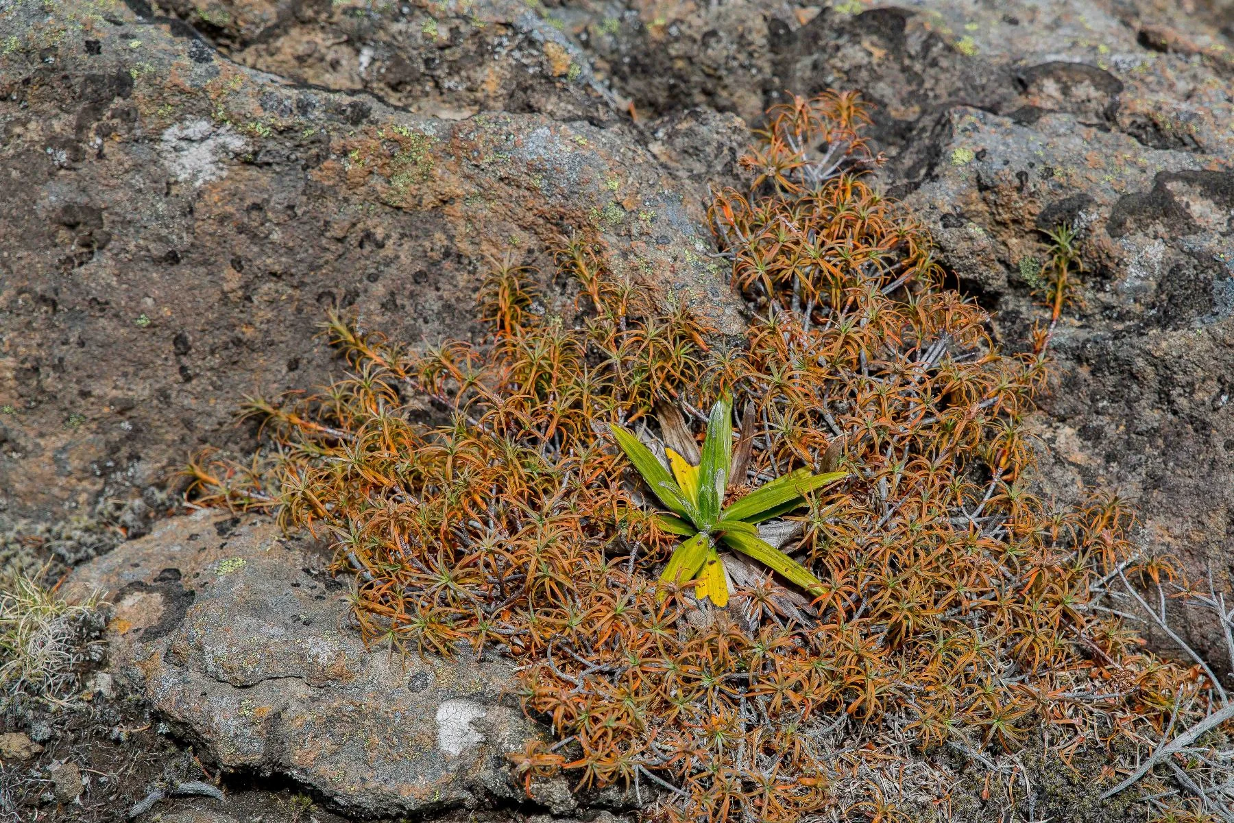 Ruapehu,Alpine Plant,-664d.jpg