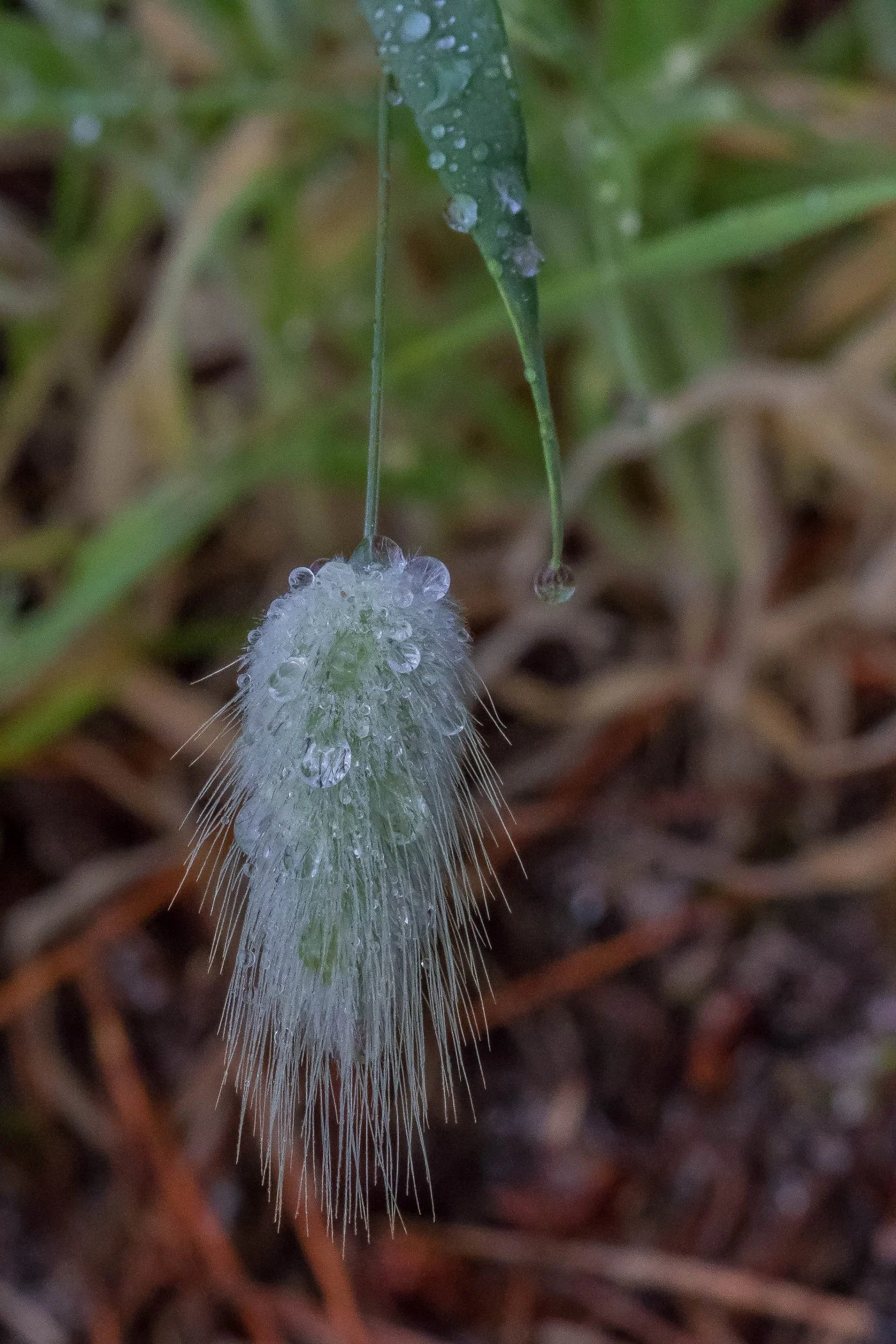 Harestail Grass,-152d.jpg
