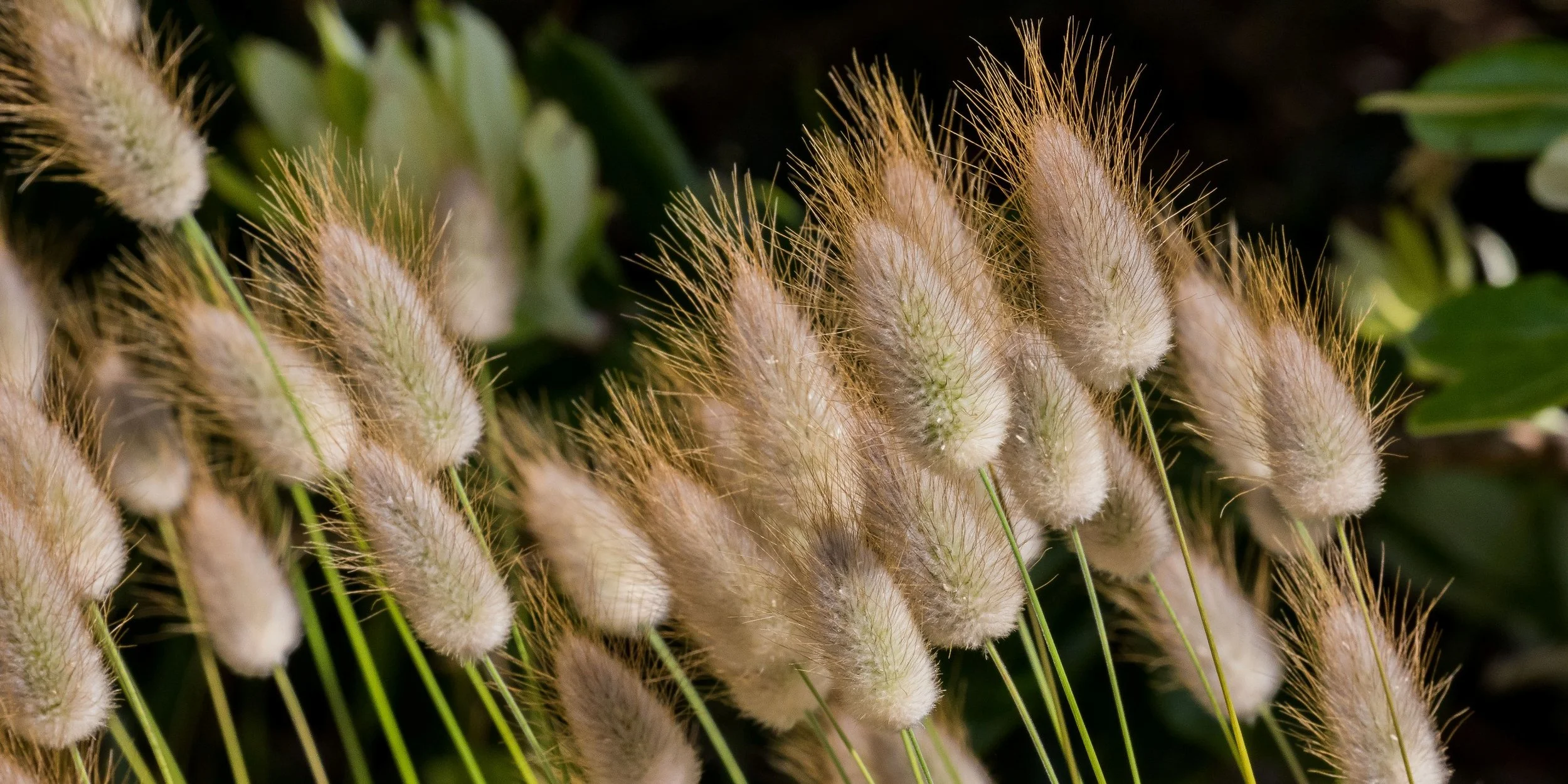 Harestail Grass,-458d.jpg