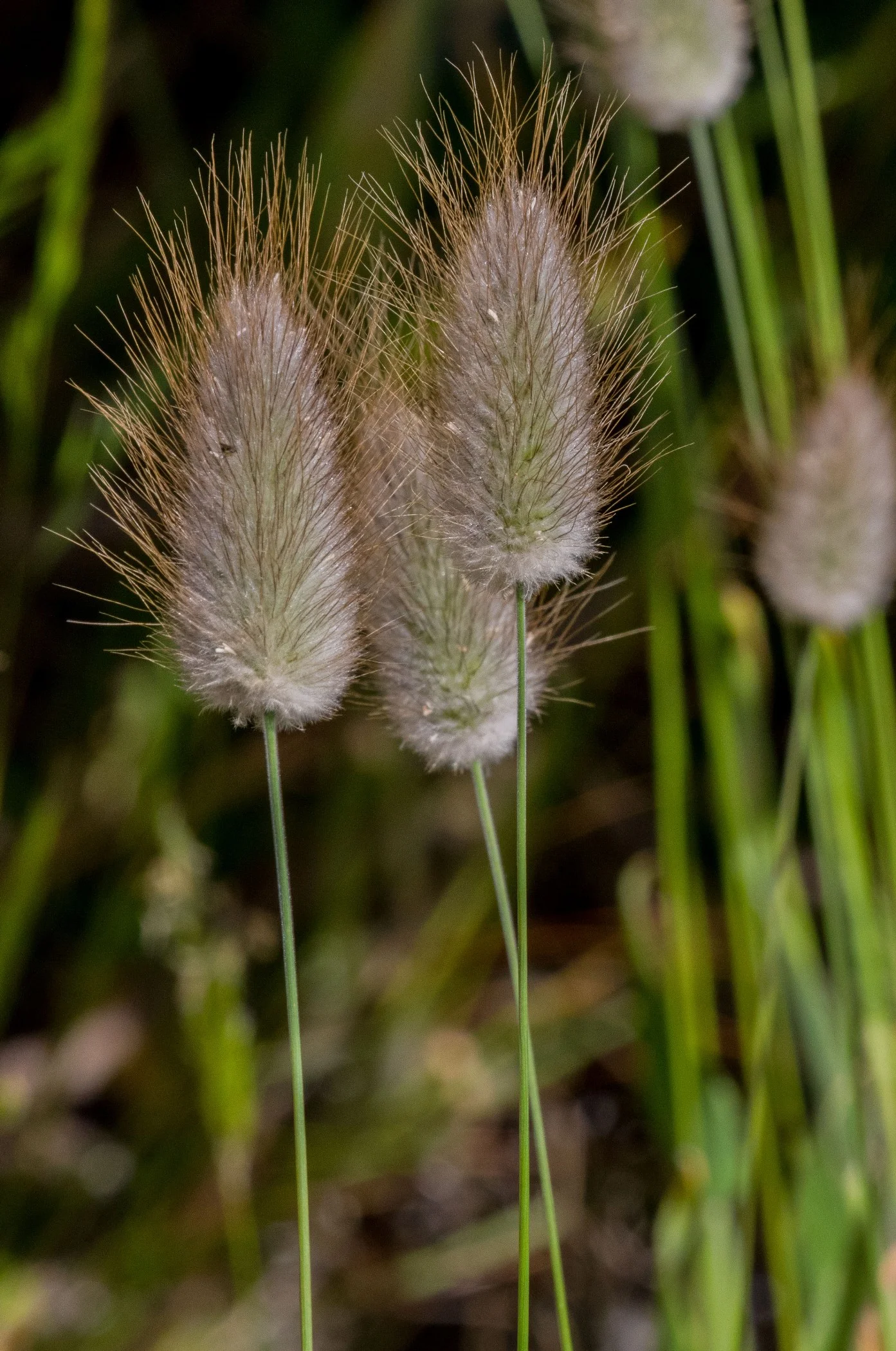 Harestail Grass,-465d.jpg