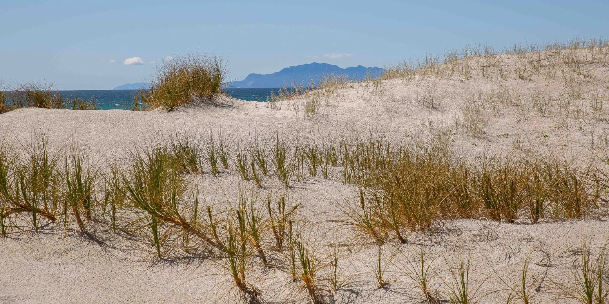 Pingao, Pakiri,-200d.jpg