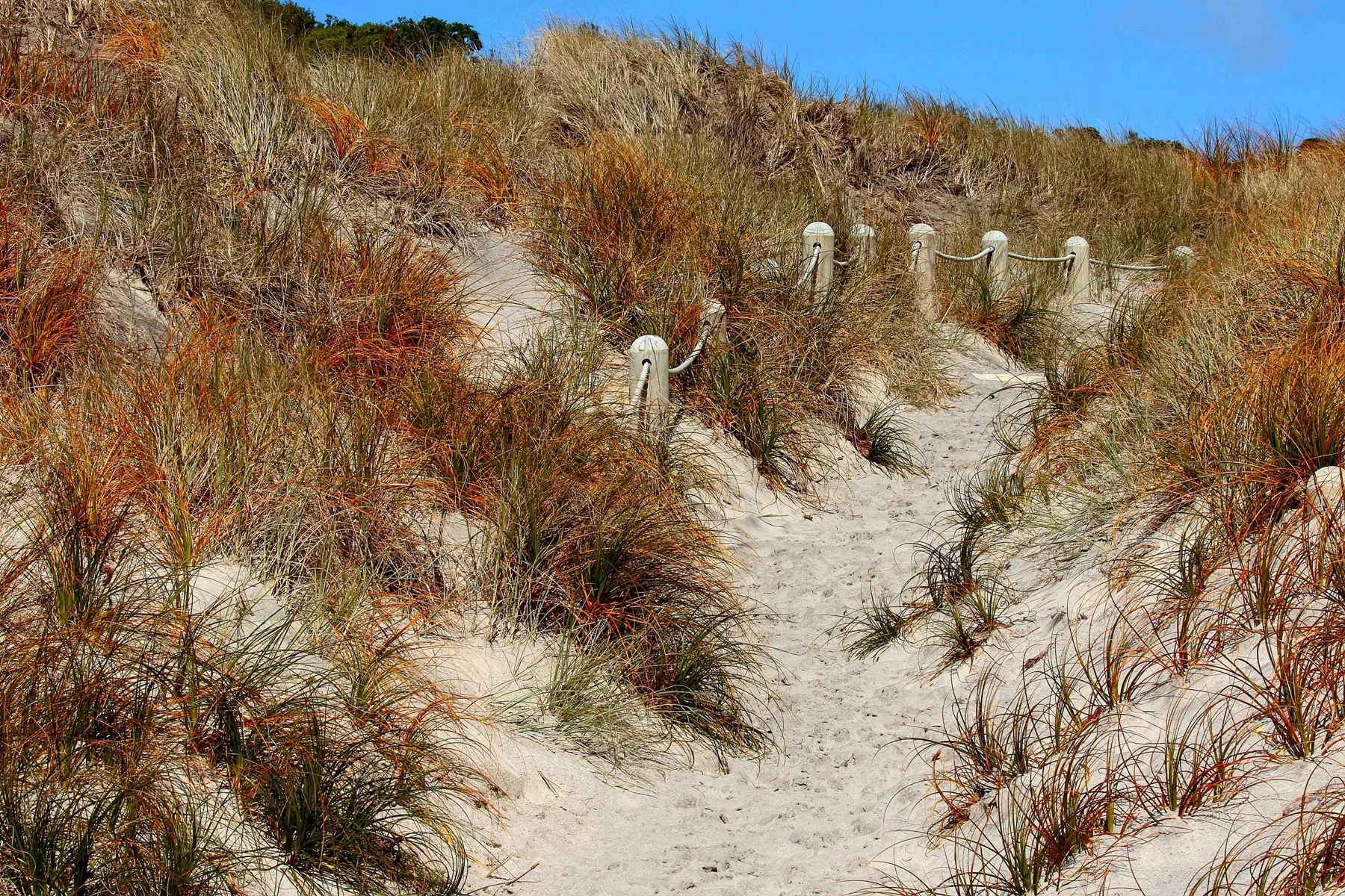 Pingao,Dune Pathway 078d,-.jpg