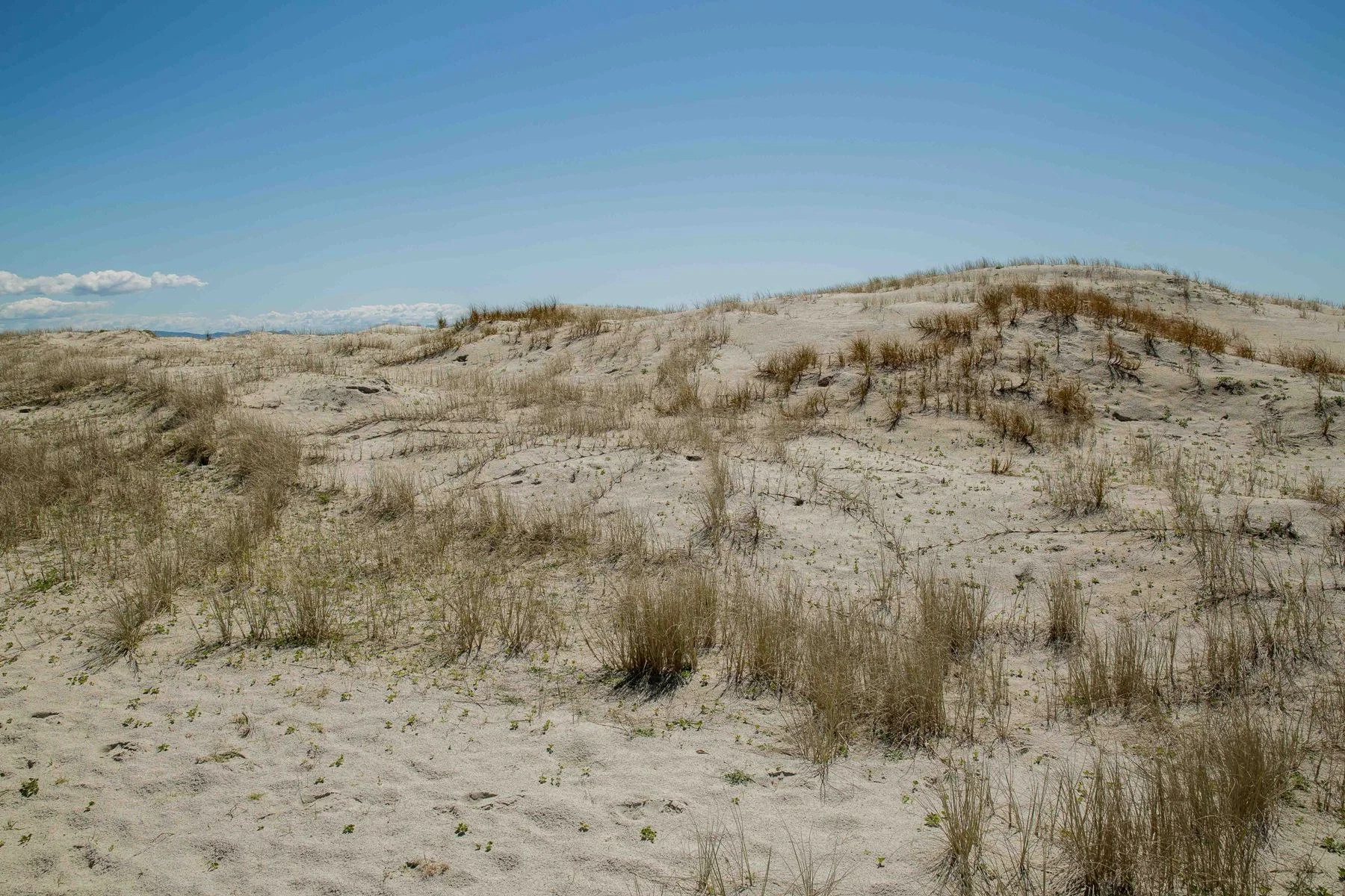 Pingao,Kowhangatara,Panahi, Pakiri,-206d.jpg