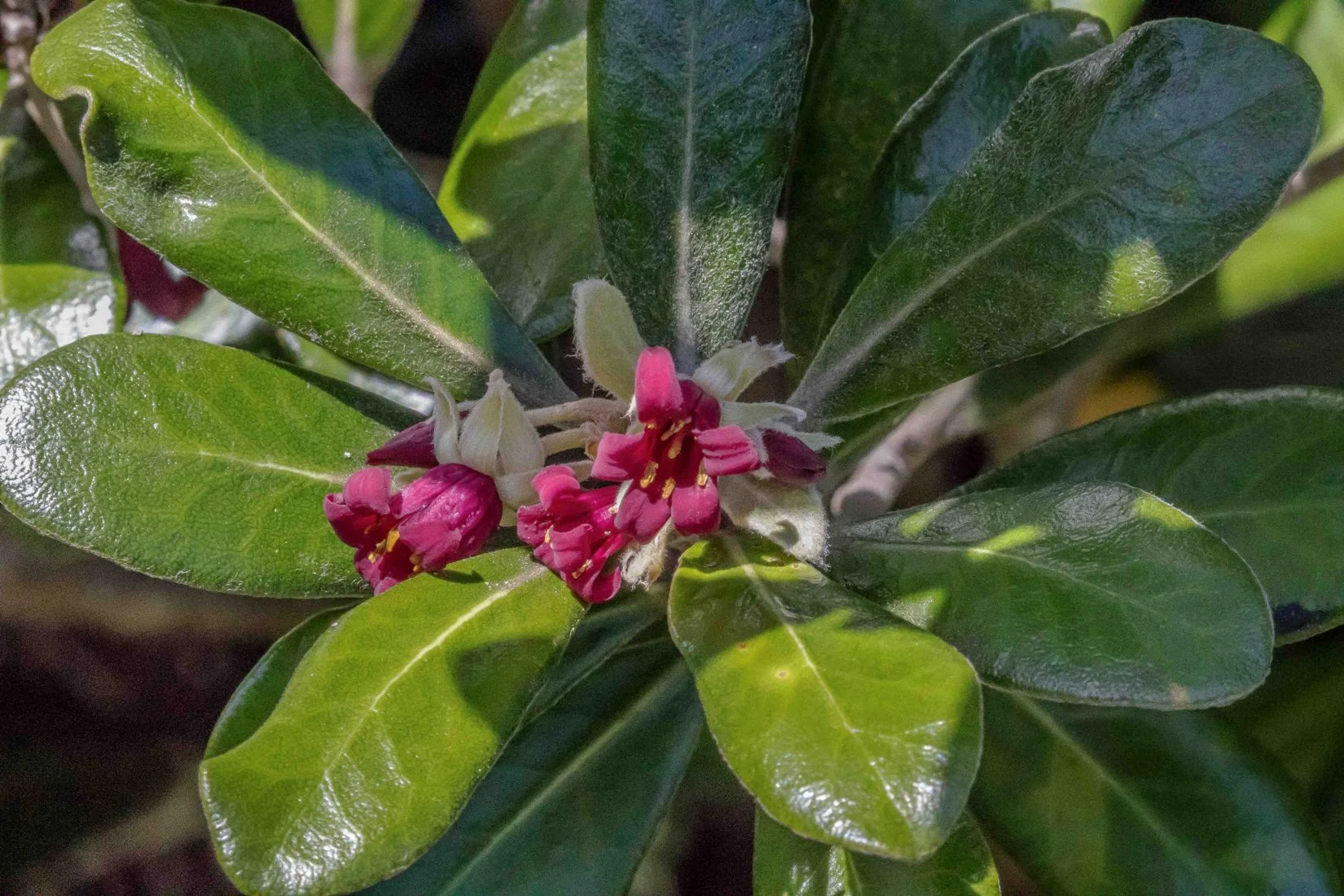 Pittosporum,-353d.jpg