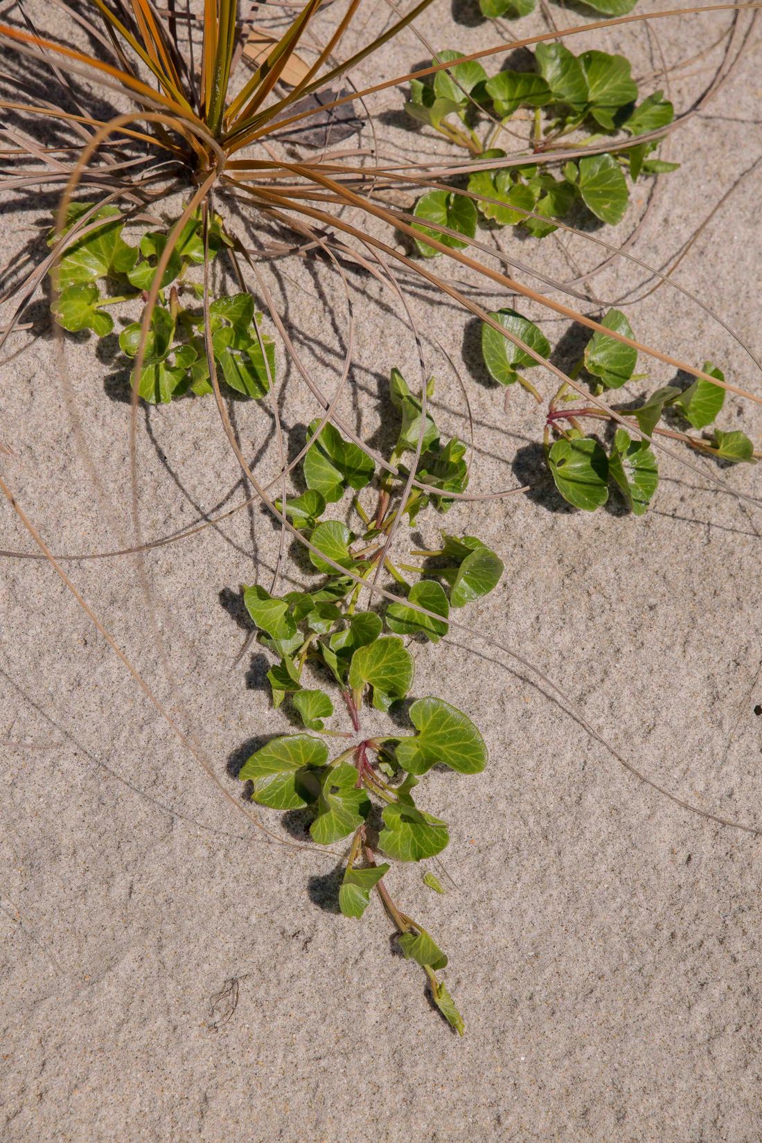 Pingao,Pinahi ,-199d.jpg