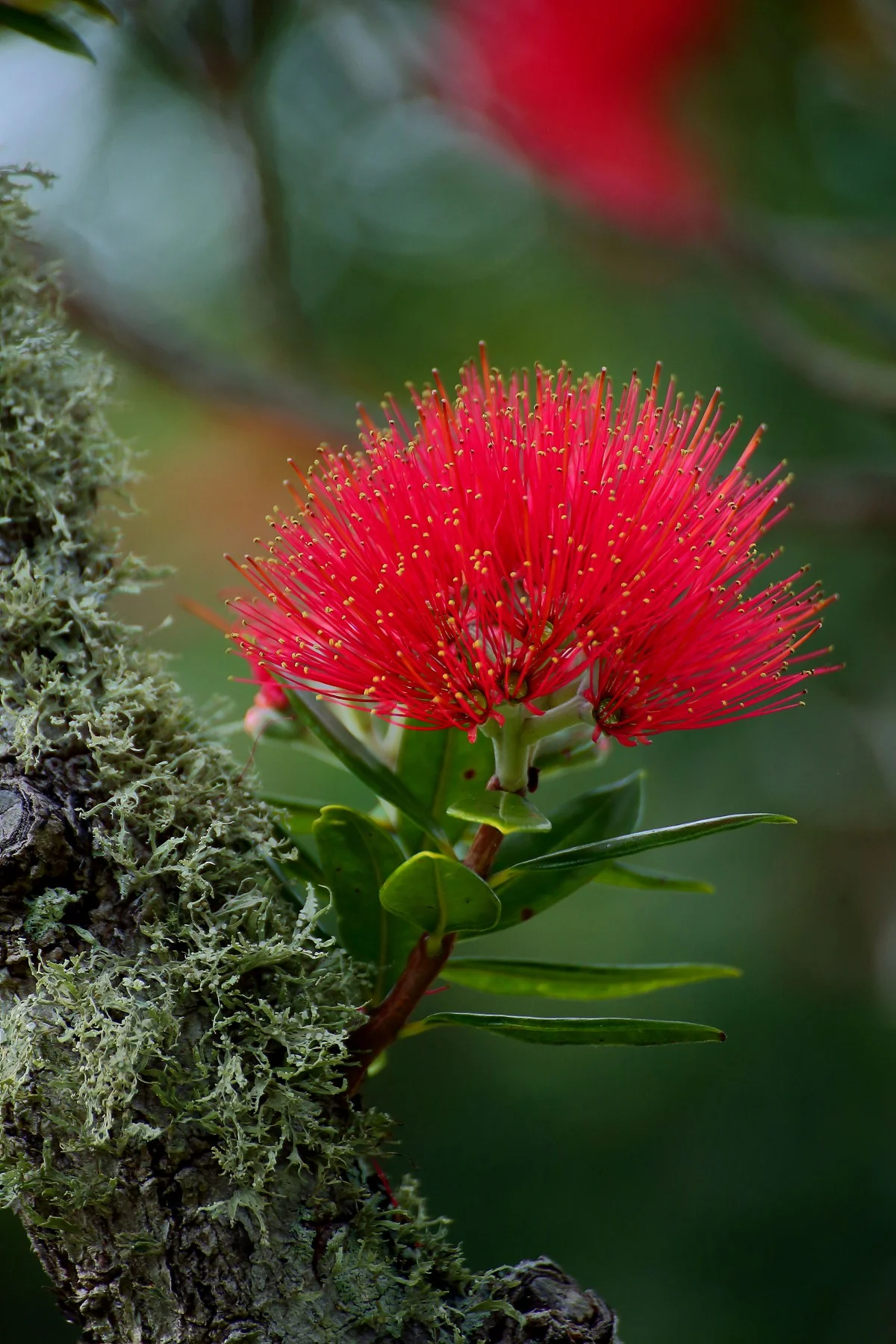 Pohutukawa,-011d.jpg