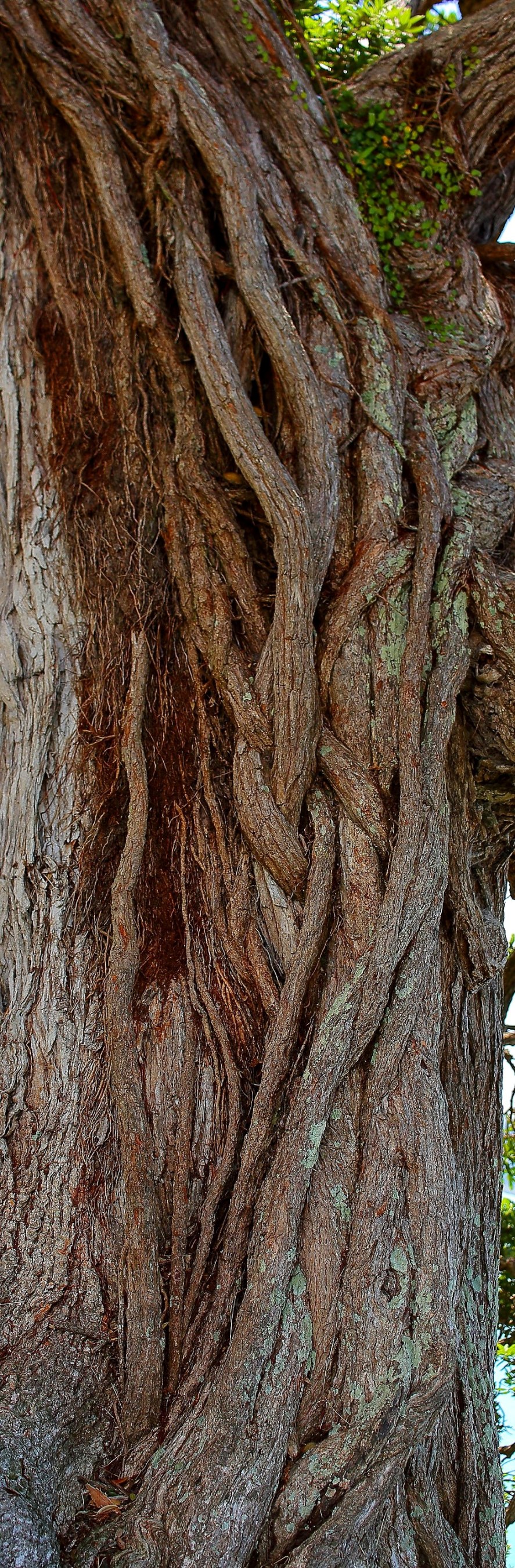 Pohutukawa 245d,-.jpg