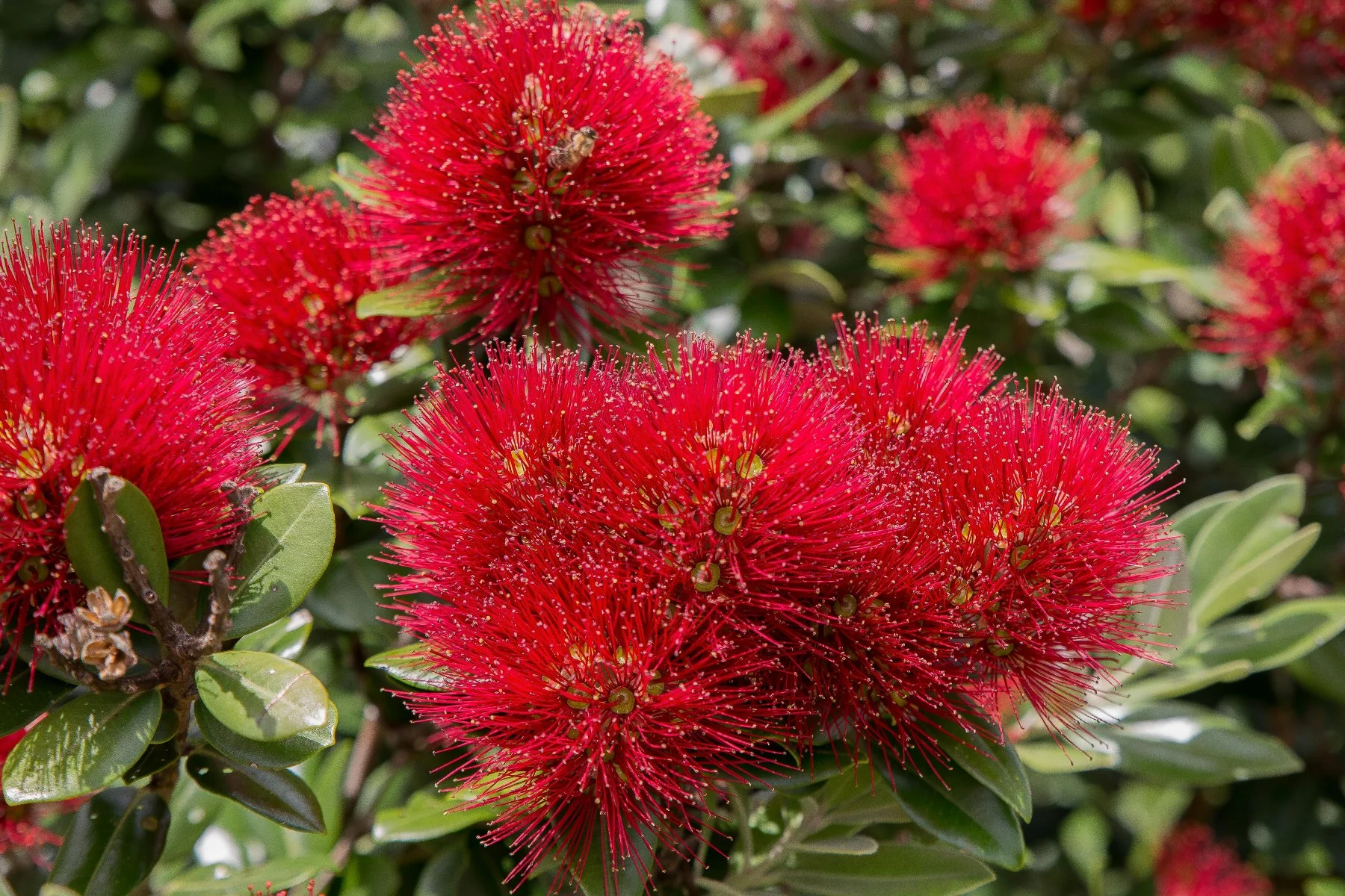 Pohutukawa,-063d.jpg