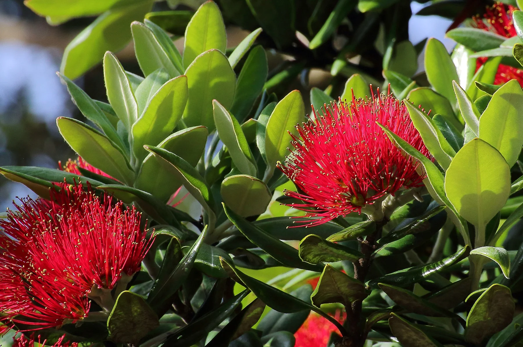 Pohutukawa,-075d.jpg