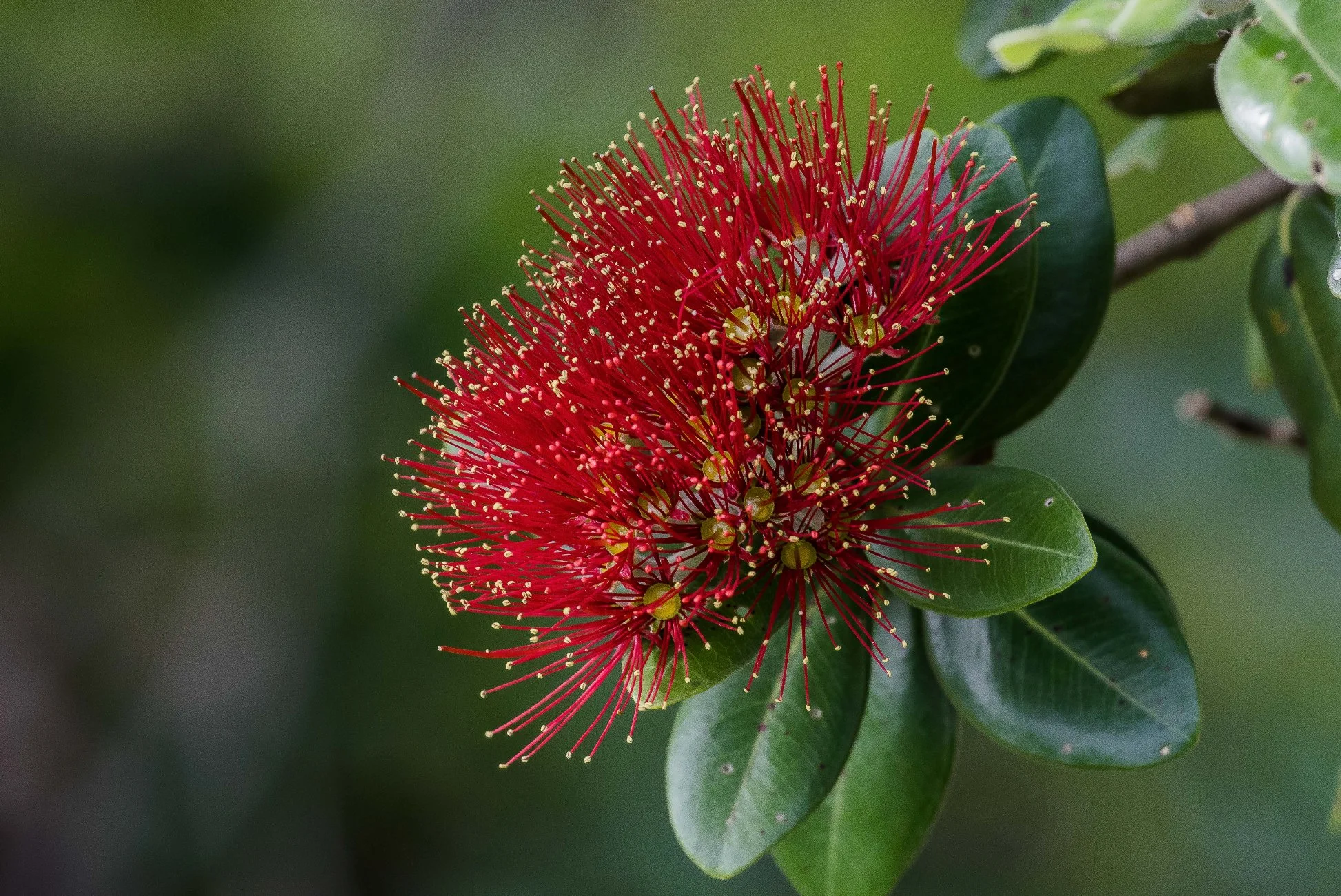 Pohutukawa,-083d.jpg