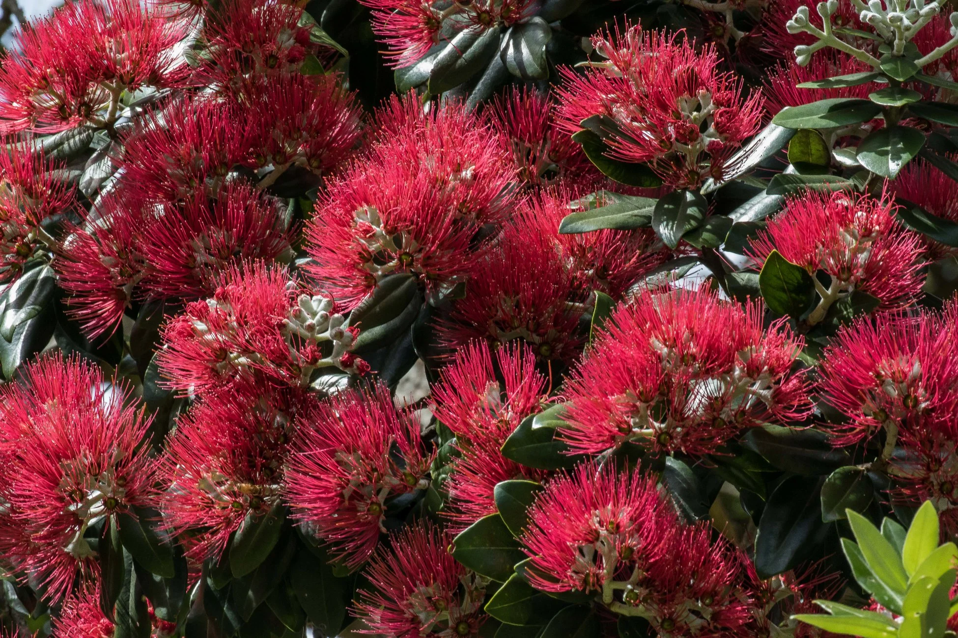 Pohutukawa,-483d.jpg