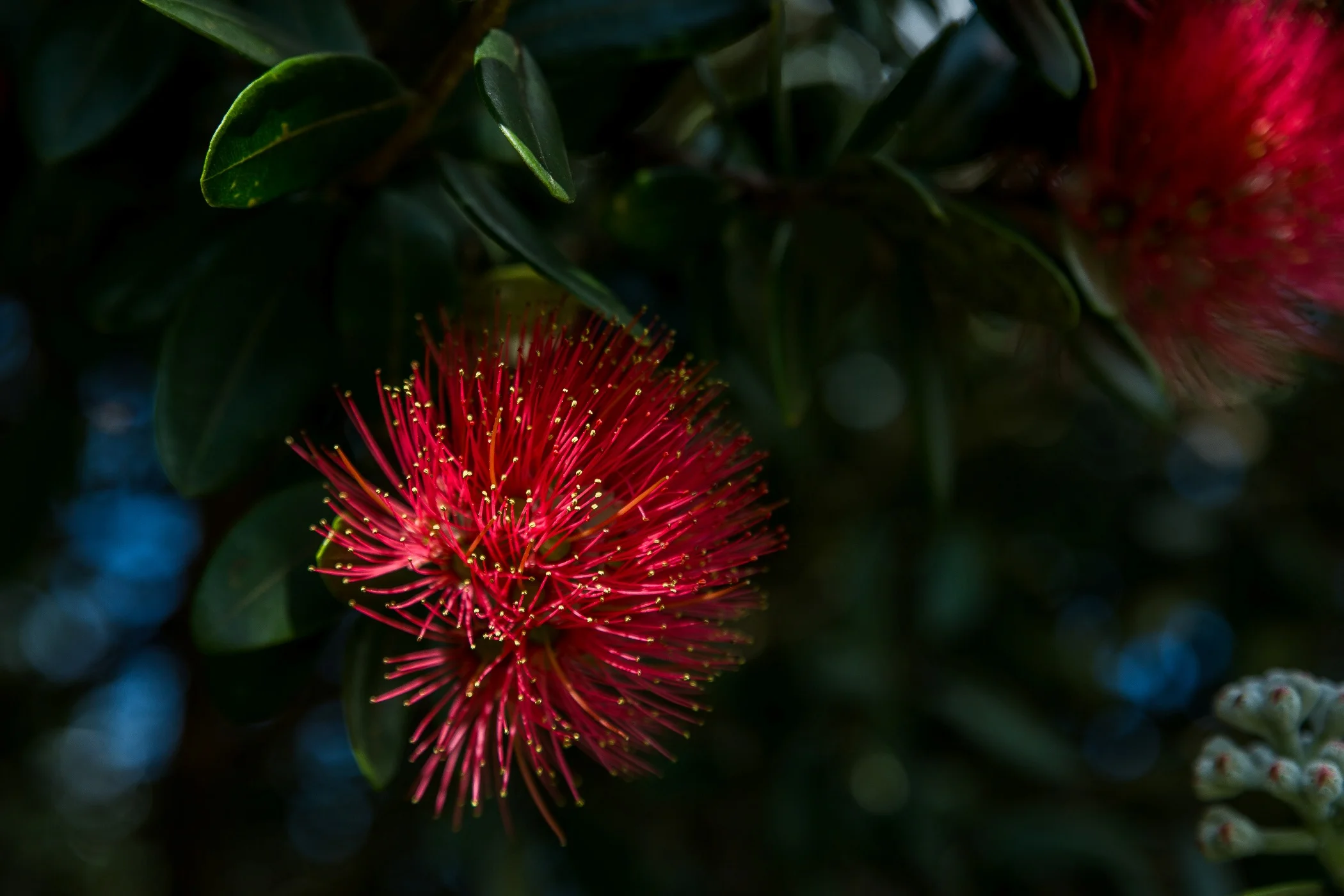 Pohutukawa,-2847d.jpg