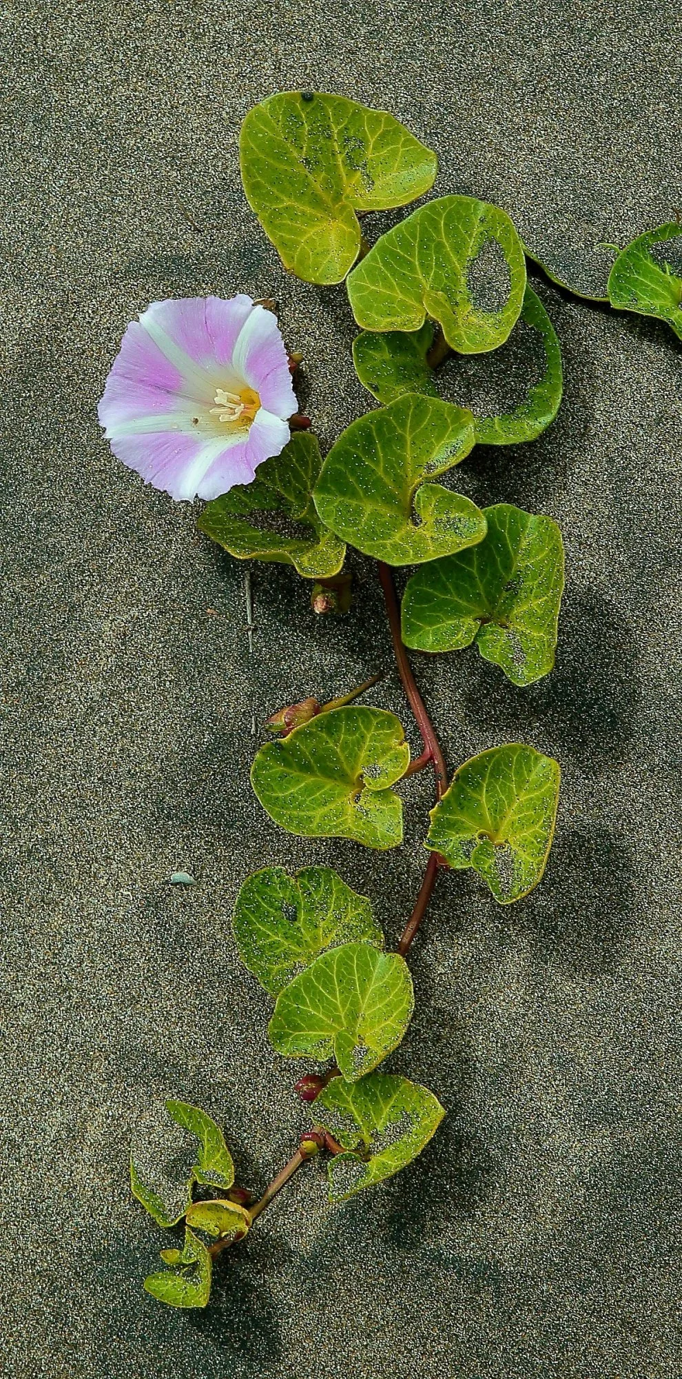 Sand Convolvulus(d),-.jpg