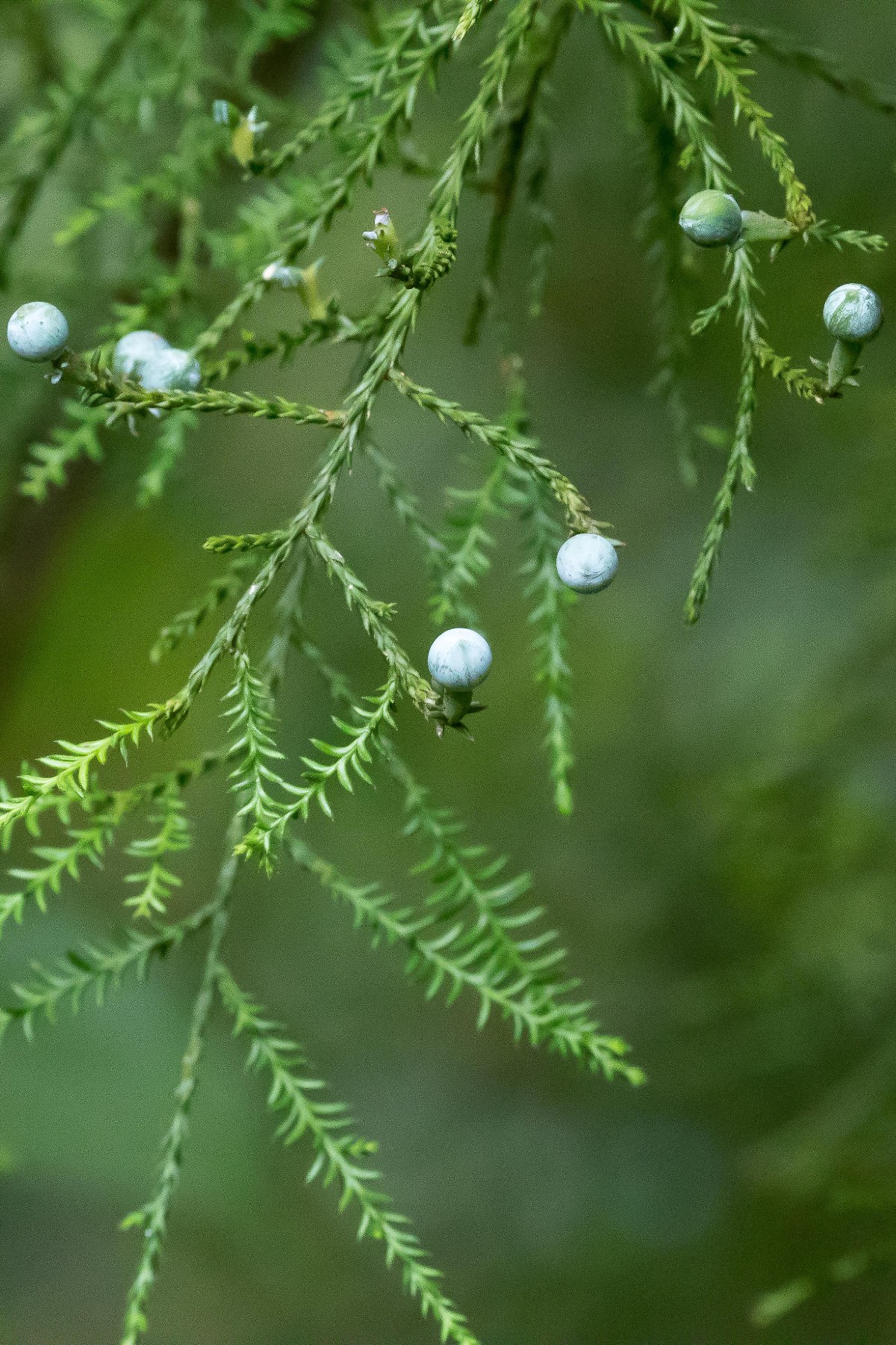 Kahikatea,-052d.jpg