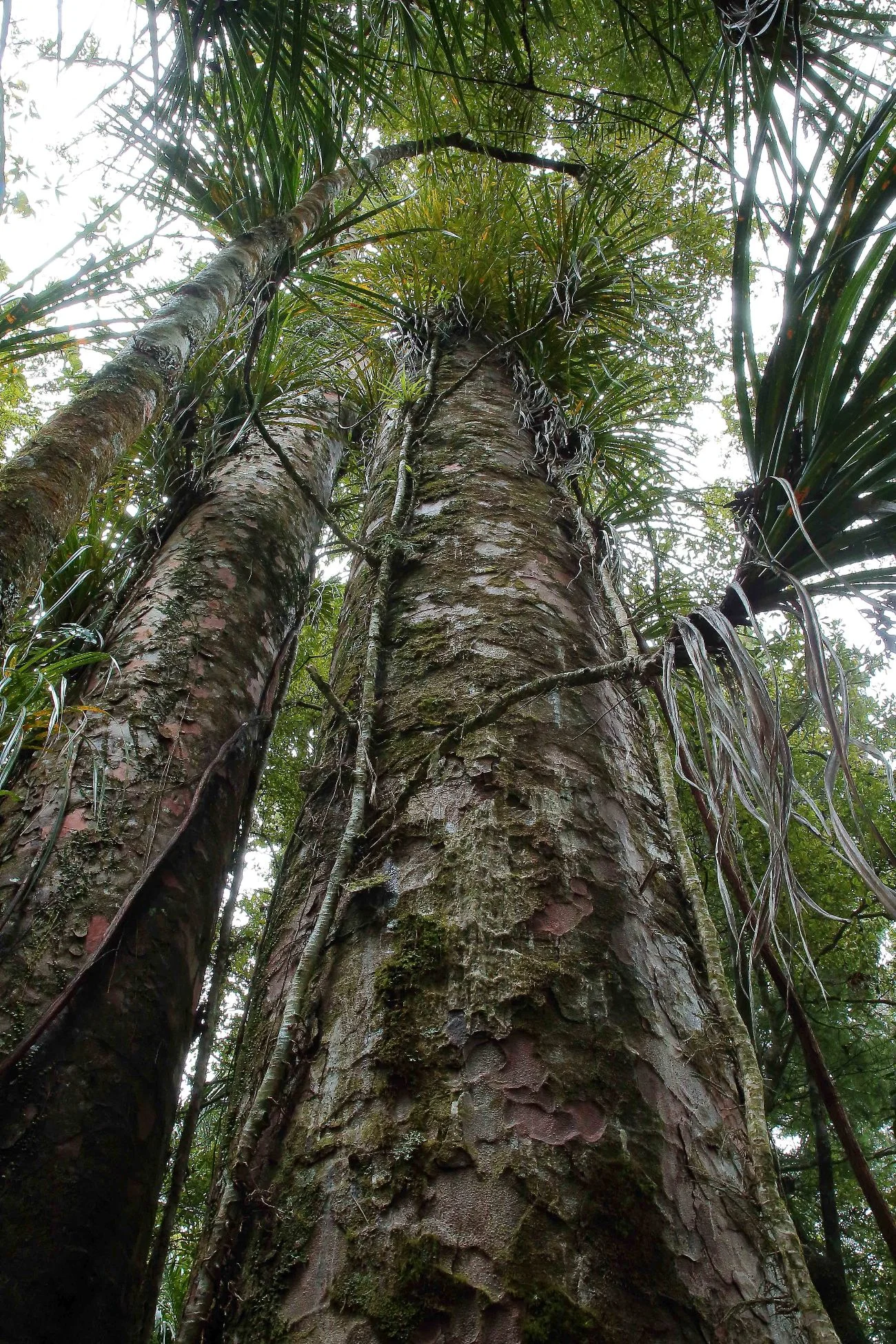 Kauri,-080d.jpg