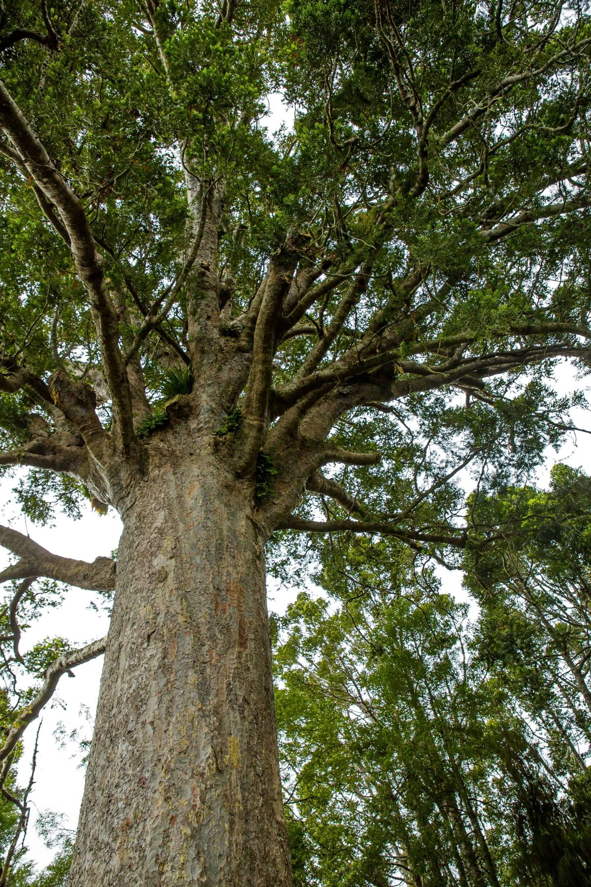 Kauri,-491d.jpg