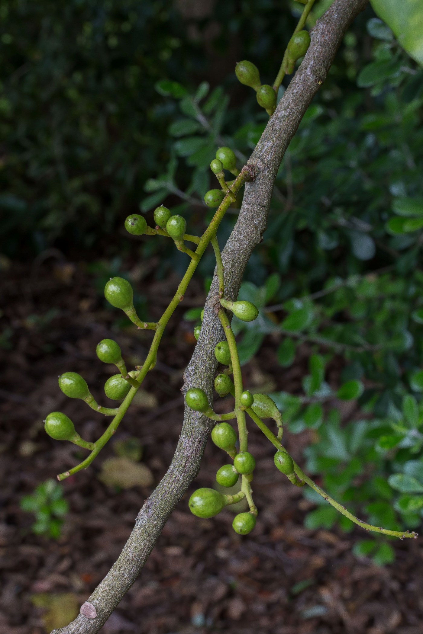 Kohekohe,-118d.jpg
