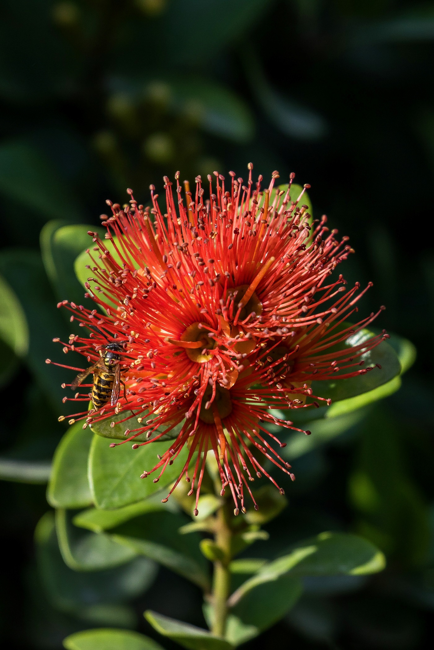 Northern Rata,-567d.jpg