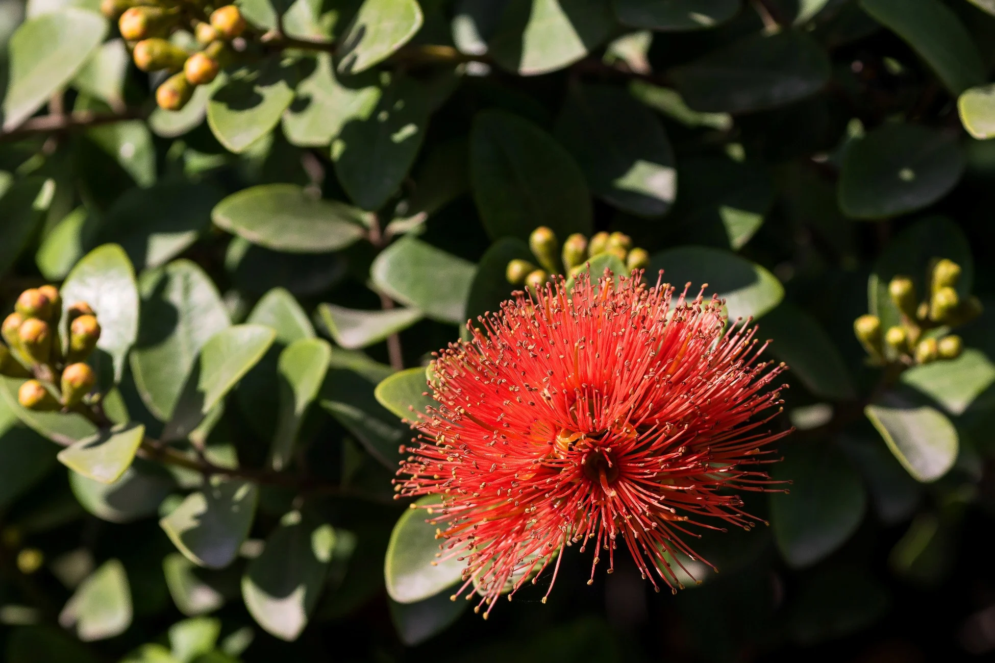 Northern Rata,-569d.jpg