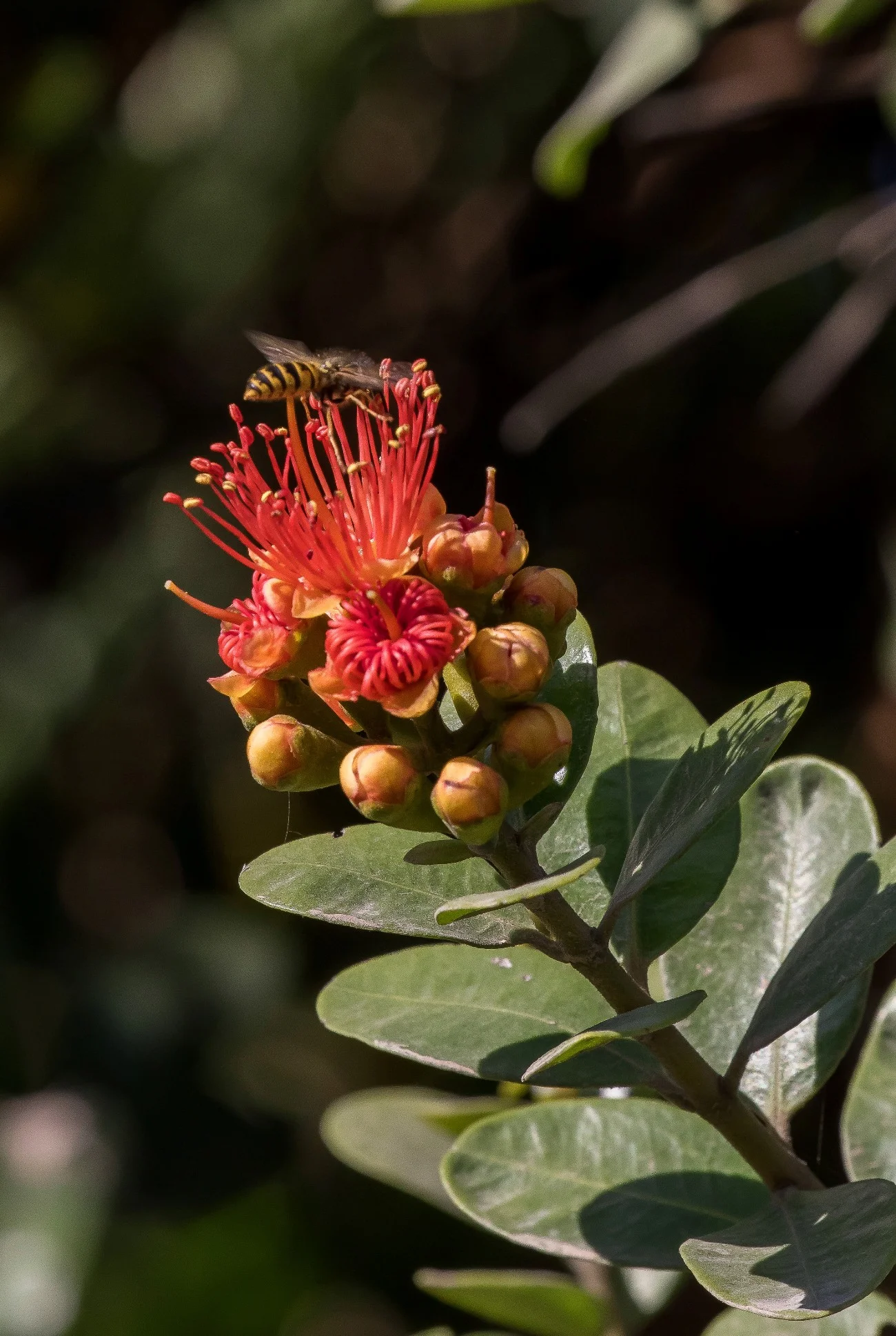 Northern Rata,-572d.jpg