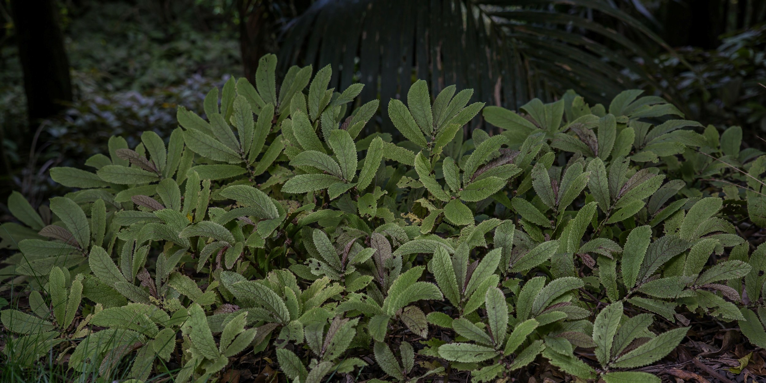 Parataniwha,-090d.jpg