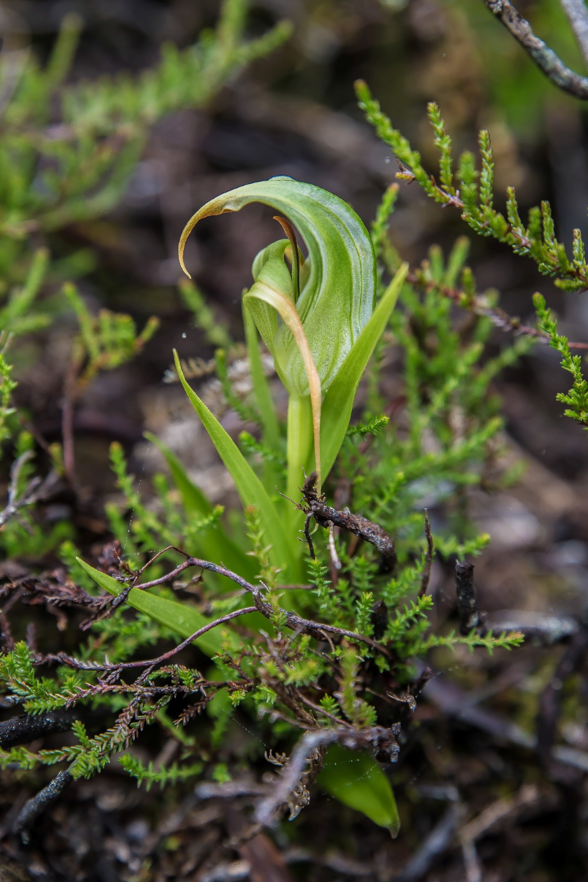 Pterostylus,-440d.jpg