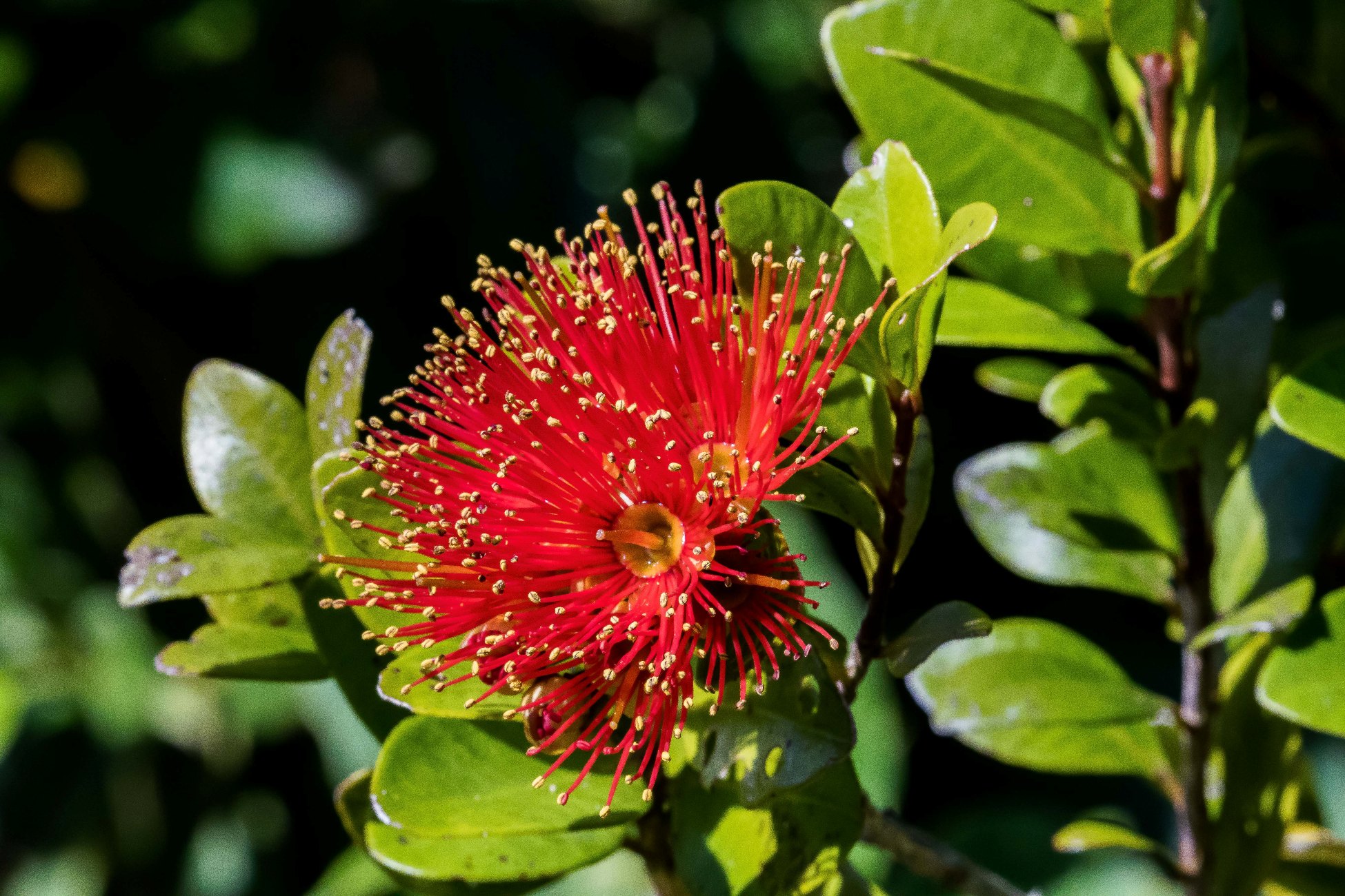 Southern Rata,-491d.jpg