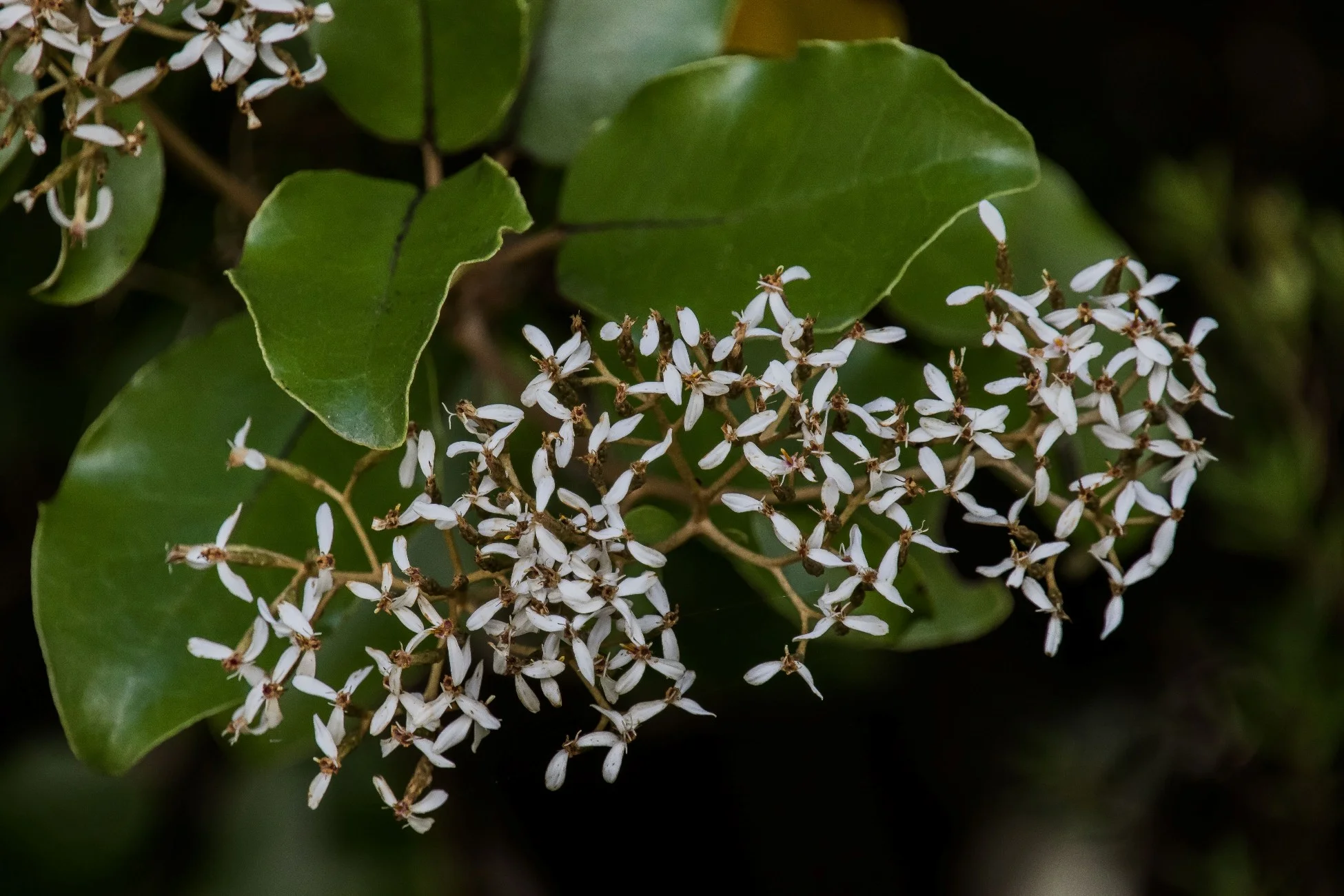 Akepiro,Olearia furfuracea,-2640d.jpg