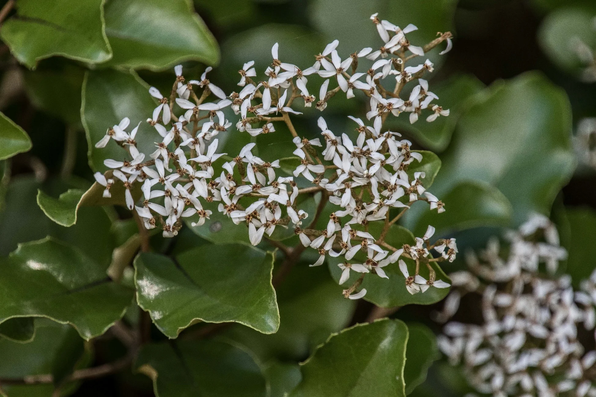 Akepiro,Olearia furfuracea,-2639d.jpg