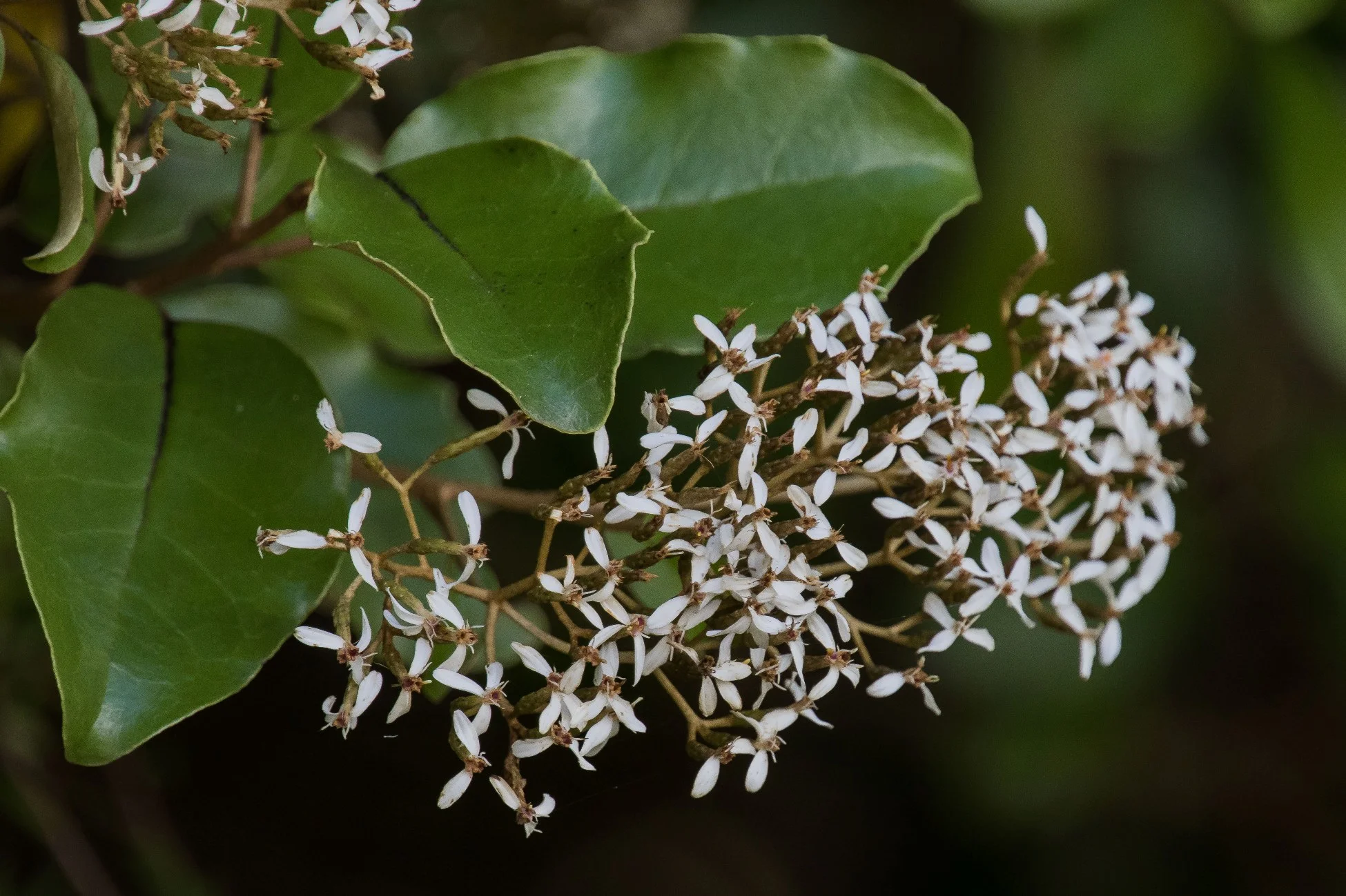 Akepiro,Olearia furfuracea,-2642d.jpg