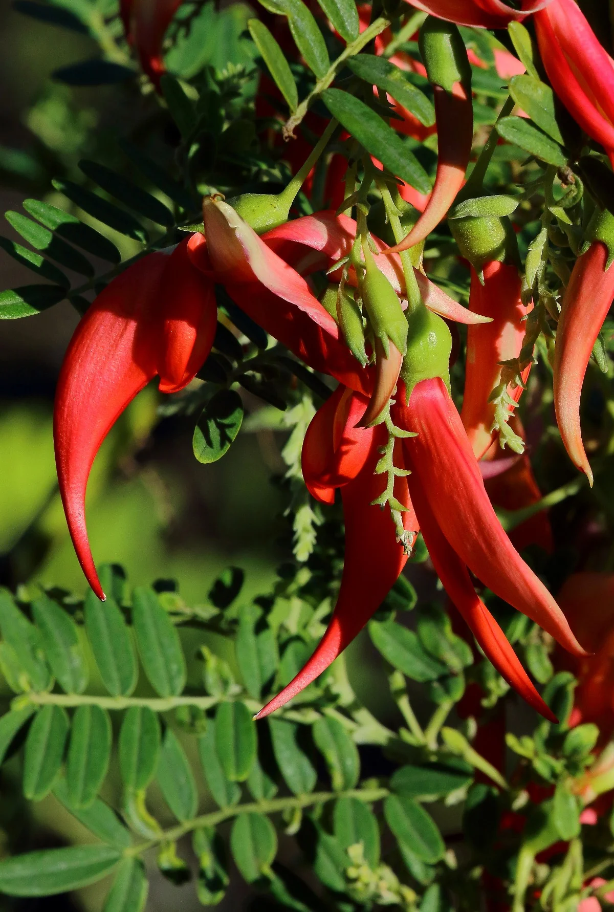 Clianthus,-226d.jpg