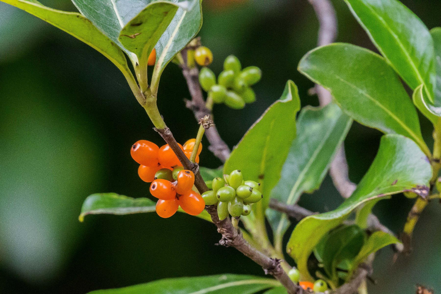 Coprosma,-093d.jpg